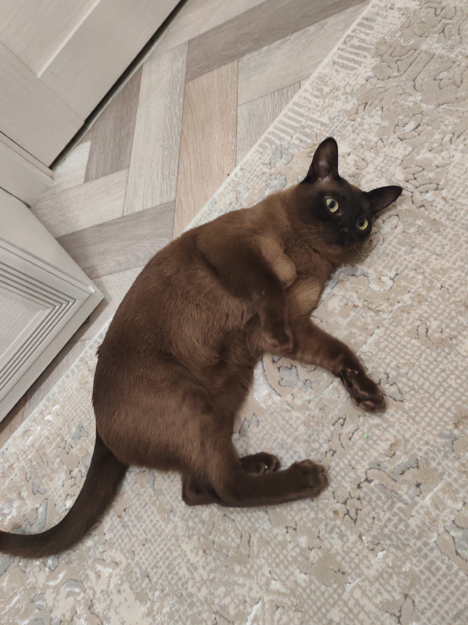 A brown cat lies on its side on a patterned rug. The cat has yellow eyes and dark brown fur. It is positioned in the center of the frame, with its body stretched out. The rug has a light-colored base with a darker, intricate pattern. To the left of the rug, a section of light-colored flooring is visible, with a white cabinet or door to the far left. The scene appears to be indoors, in a domestic setting. The location of Тешевичи, Russia is irrelevant to the visual content of the image.