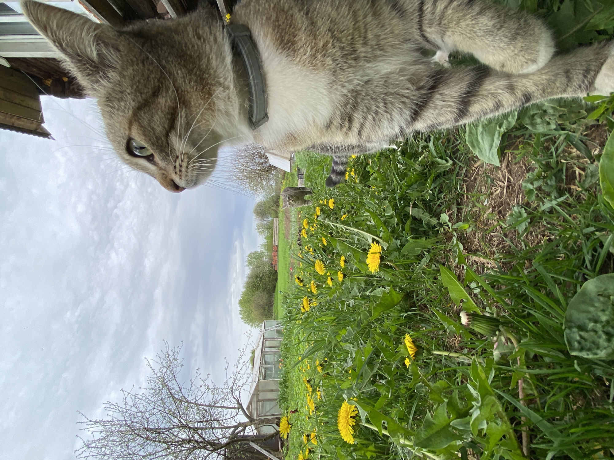 A medium shot captures a tabby cat with a gray collar, positioned at the top of the frame. The cat is looking down and slightly to the left. Below the cat, there is a field of dandelions in full bloom, with a greenhouse in the background. Beyond the greenhouse, a line of trees marks the horizon under a cloudy sky. The image was taken in Ольховка, Russia.