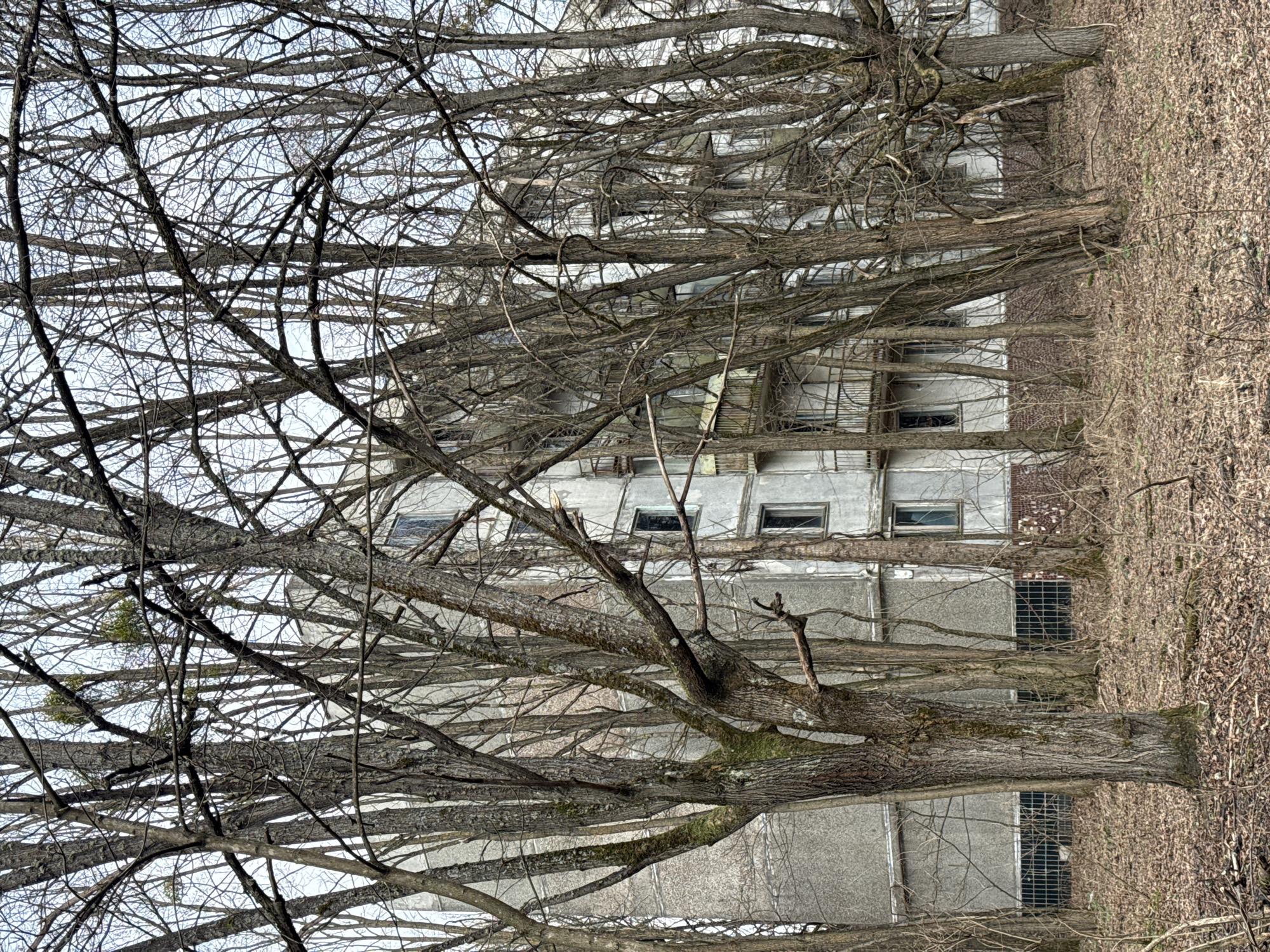 The image shows a dilapidated building in Prypiat, Ukraine, obscured by bare trees in late fall or early spring. The building has a multi-story facade with windows and possible brickwork, exhibiting signs of disrepair. The foreground is dominated by the dense network of tree branches without leaves, filling much of the frame. To the side, an area of dry vegetation, possibly fallen leaves or dead foliage, suggests neglect and abandonment. The absence of people indicates the area is likely uninhabited. The environment suggests decay, abandonment and the impact of time and likely radiation exposure.