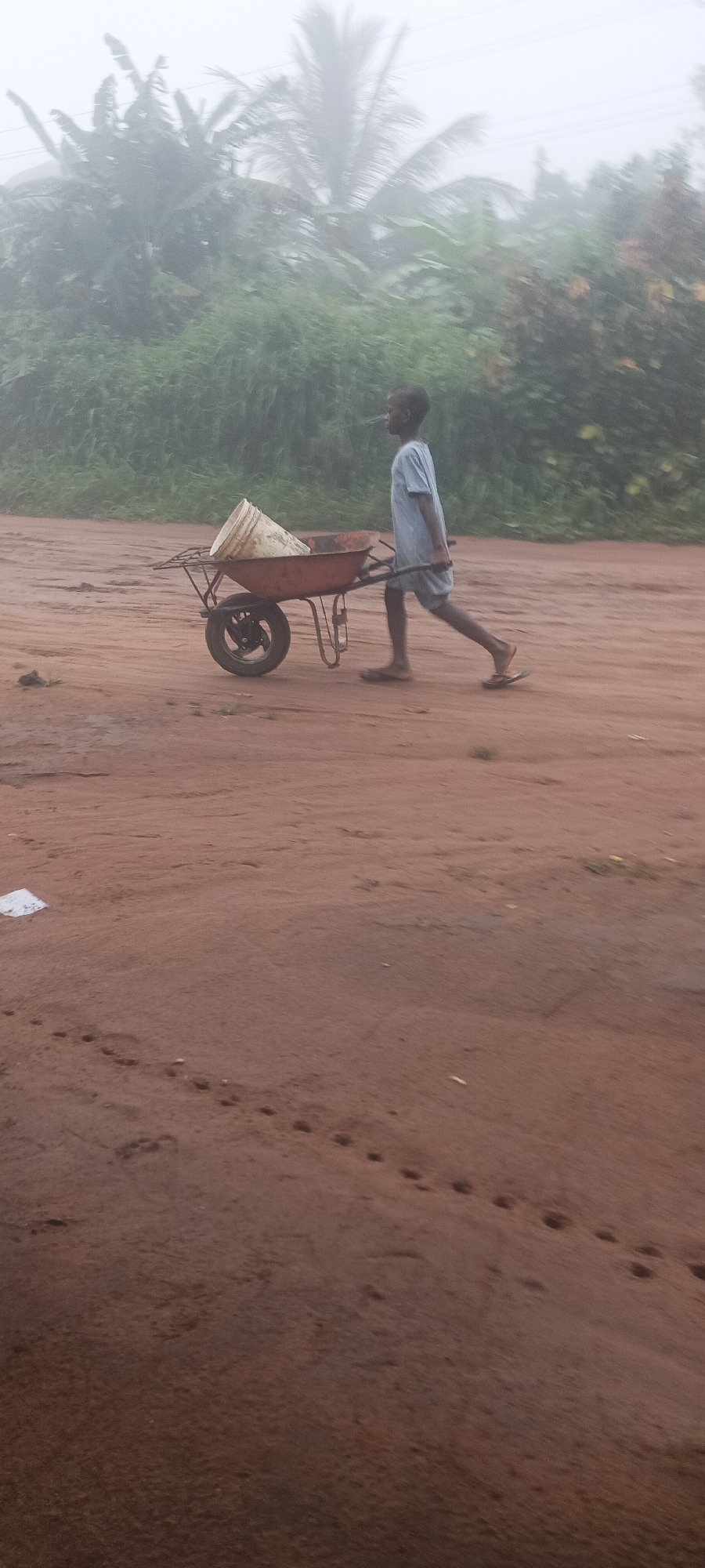 A young person is walking along a dirt road, pushing a wheelbarrow with a bucket inside. The road is red and shows signs of animal tracks. The surrounding area is green, with trees and vegetation. The image appears to have been taken on a foggy day. Based on the prompt, the location is Amauzu, Nigeria.