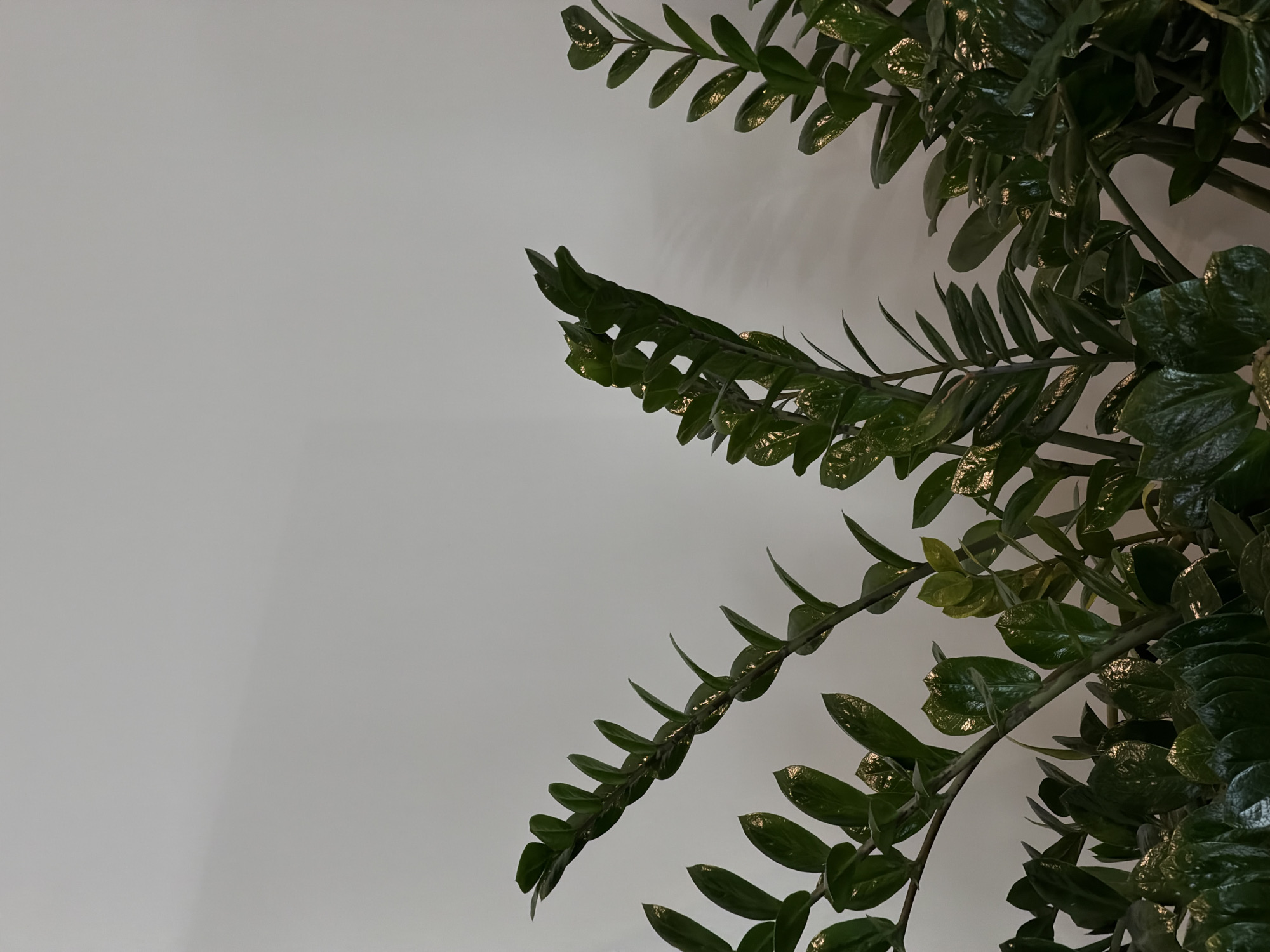 The image shows a close-up of a ZZ plant against a white wall. The glossy green leaves and stems of the plant occupy the right side of the frame, while the white wall fills the left side. There are no people visible. The image does not provide sufficient information to determine if it was taken in the city of Izhevsk, Russia.