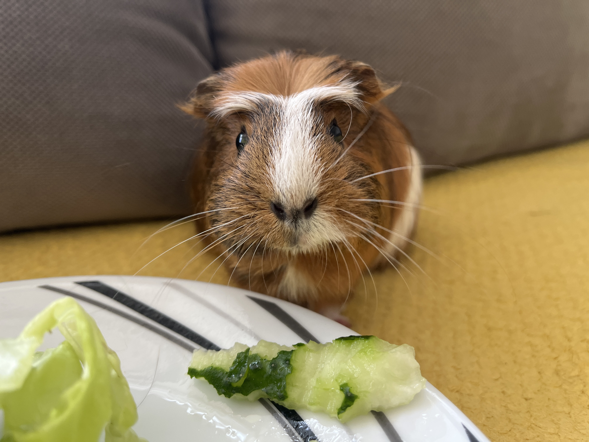 A close-up, eye-level shot shows a guinea pig with brown, white, and orange fur looking directly at the camera. The guinea pig is positioned in the center of the frame. In the foreground, on a white plate with black stripes, is a piece of lettuce and a slice of cucumber. The background consists of a dark brown textured surface, possibly a couch, and a yellow textured surface, possibly a blanket or rug. The scene is indoors, in an unknown urban location.