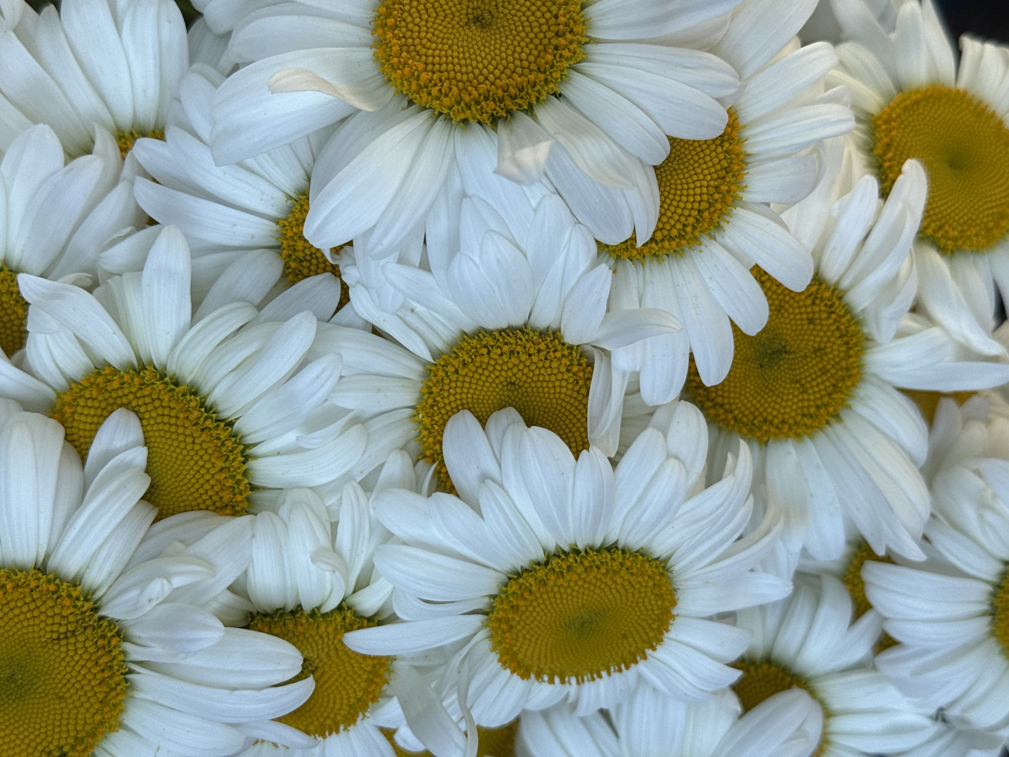 A close-up, overhead view of a pile of white daisies with yellow centers. The flowers are densely packed, with petals overlapping and obscuring much of the centers. The image is filled with the textures and colors of the daisy petals and centers. The setting is not discernible from the image.