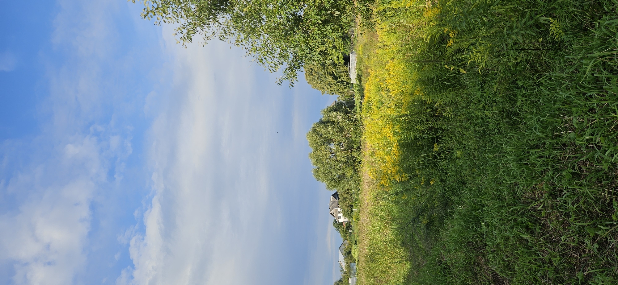 The image captures a rural landscape under a bright blue sky with scattered white clouds. In the foreground, a dense field of green grass and yellow wildflowers stretches across the scene. A large, lush tree with green foliage dominates the right side of the frame, partially obscuring a view of the background. In the mid-ground, several houses with grey roofs are visible, nestled amongst trees and vegetation. A large willow tree with dense green foliage is situated behind a patch of yellow flowers. The overall impression is one of a serene countryside setting, likely in a rural area such as Мазалаўскі сельскі Савет, Belarus.