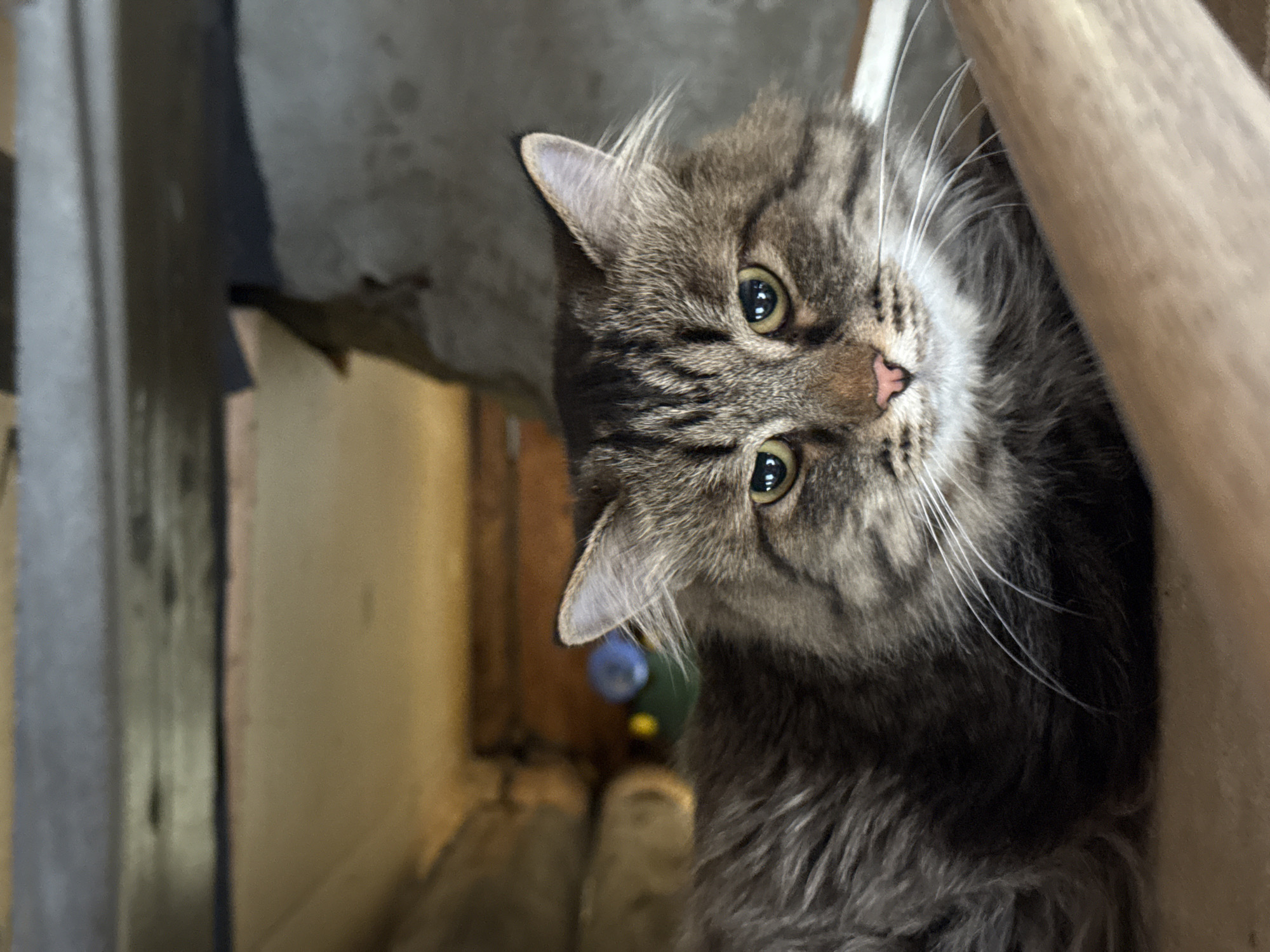 A close-up, slightly angled shot of a long-haired tabby cat with green eyes and a pink nose. The cat is positioned near a scratching post wrapped in tan rope on the right side of the frame. Behind the cat and to the left are various objects, including what appears to be a partially obscured cat toy with blue and green elements. The background suggests an indoor setting. There is no information available that indicates this image was taken in the city of Nizhnyaya Chermoda, Russia.