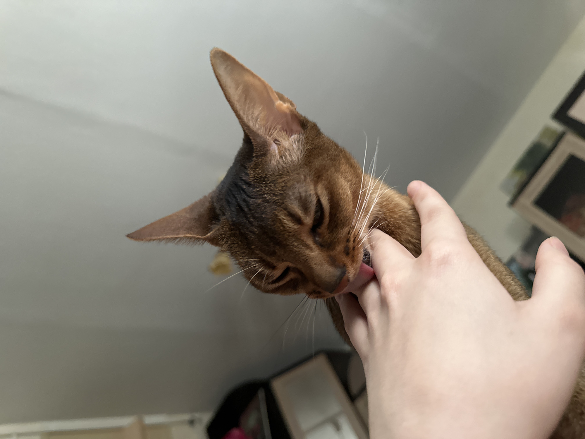 A medium close-up shot depicts a brown Abyssinian cat licking a light-skinned human hand. The cat is in the foreground, its head tilted down, and its tongue visible against the person's finger. The person's hand is gently holding the cat. The background is out of focus, with glimpses of a light-colored wall, a shelf, and framed pictures. The location is not discernible as Moscow, Russia, based on the visual information provided.