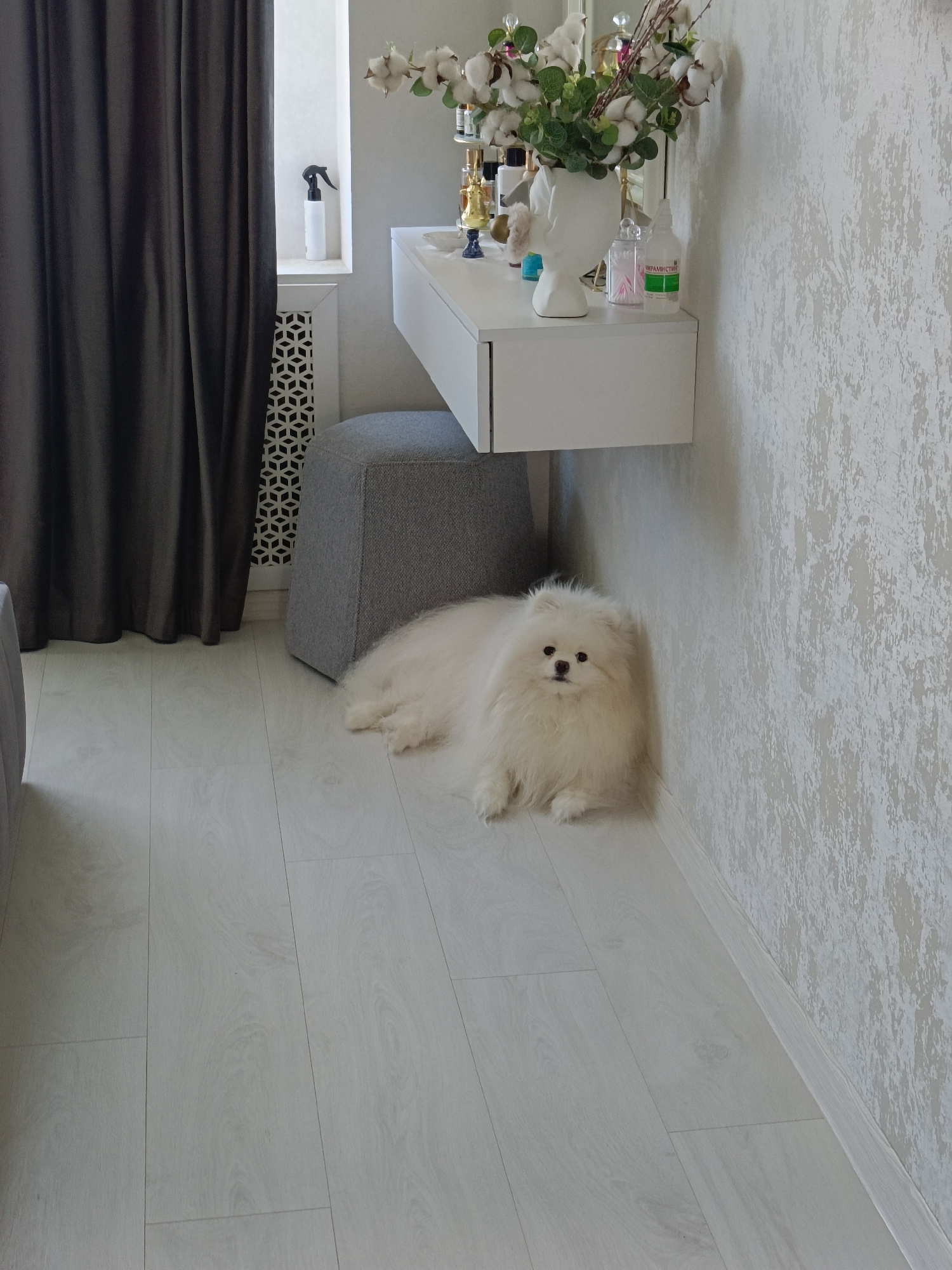 A white Pomeranian dog lies on a light-colored wooden floor next to a wall with a textured, light-colored wallpaper. The dog is positioned in the corner of the room, facing towards the camera with its body extended. To the left of the dog is a grey ottoman and a dark grey curtain. Above the ottoman and to the right, a white floating shelf holds various items, including a vase with white flowers and green leaves, bottles of perfume, and other toiletries. A white spray bottle is visible on the windowsill in the background, and a decorative radiator grille is partially obscured by the curtain. The overall setting appears to be an indoor domestic space. The location is not specified in the image.