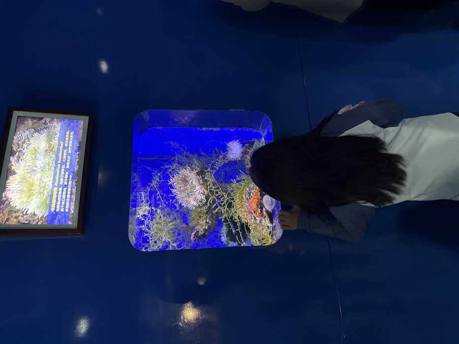 An individual, viewed from behind, stands observing a marine life exhibit in an aquarium located in Shinan District, China. The person, appearing to be a child with long, dark, straight hair, wears a long-sleeved shirt with dark blue shoulders/sleeves and a light gray/white torso. Their hands rest on the lower edge of a rectangular aquarium tank, which has rounded corners and is illuminated with a blue light.
Inside the tank, various marine organisms are visible, including multiple light-colored, bushy sea anemones, abundant green seaweed, and sections of orange and red coral or sponges on a rocky substrate. Above the aquarium, a framed display screen shows a close-up image of a similar light-colored sea anemone identified by Chinese characters and the English name "Radianthus kuekenthali." The surrounding walls are a solid dark blue. The scene is indoors, with ambient lighting outside the tank appearing dim, emphasizing the illuminated exhibit.