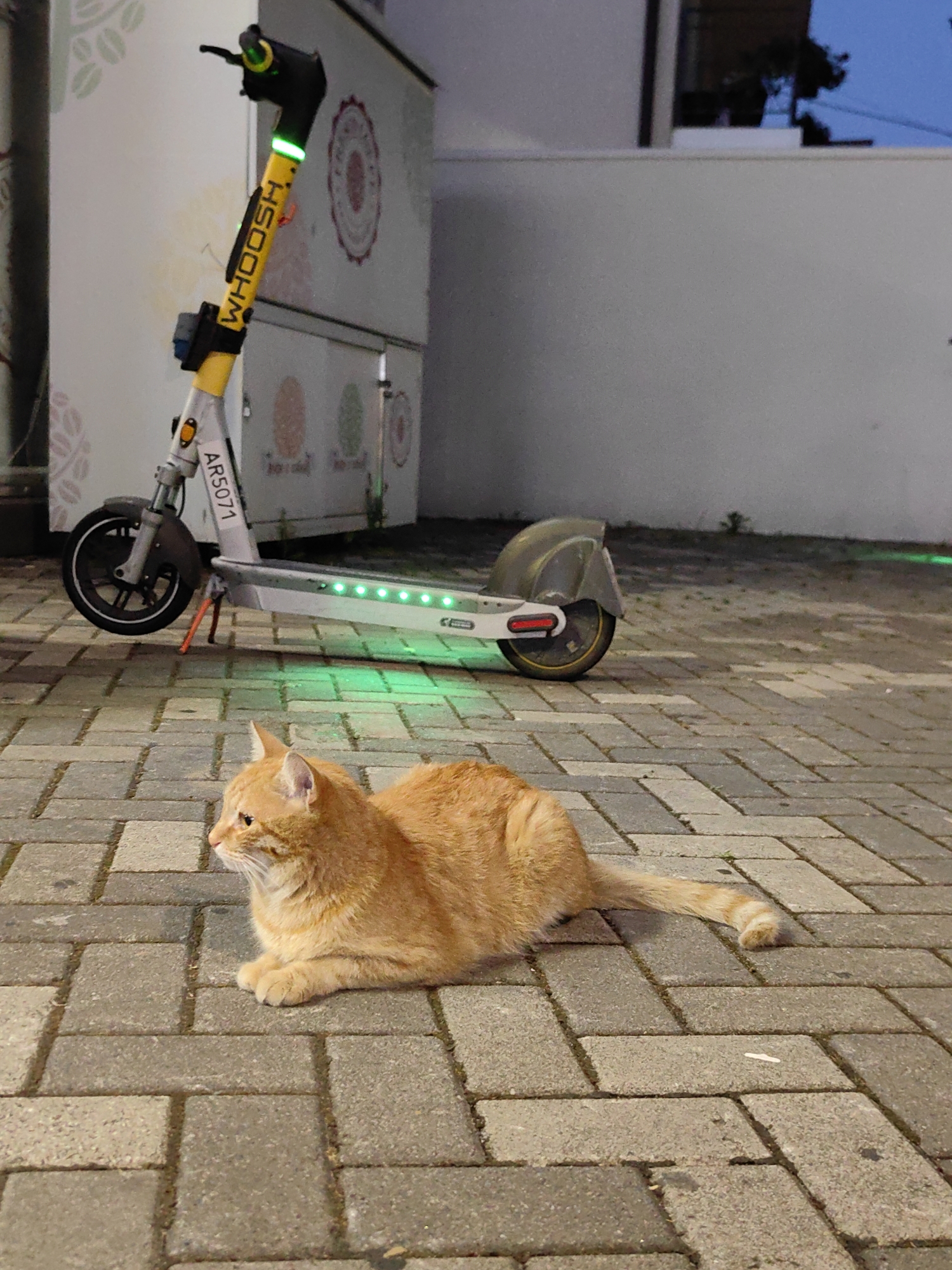 In Sochi, Russia, an orange cat lies on a paved pathway in front of a white building. The cat is looking to its left, with its paws tucked beneath its body. Beside the cat, a yellow and white electric scooter is parked, its green lights illuminated. The scooter has the brand name "WHOOSH" written in yellow lettering on its stem, and a license plate that reads "ARS071". The building behind the scooter has decorative circular patterns on its exterior. The scene appears to be set at dusk or night, given the low lighting and illuminated scooter lights.