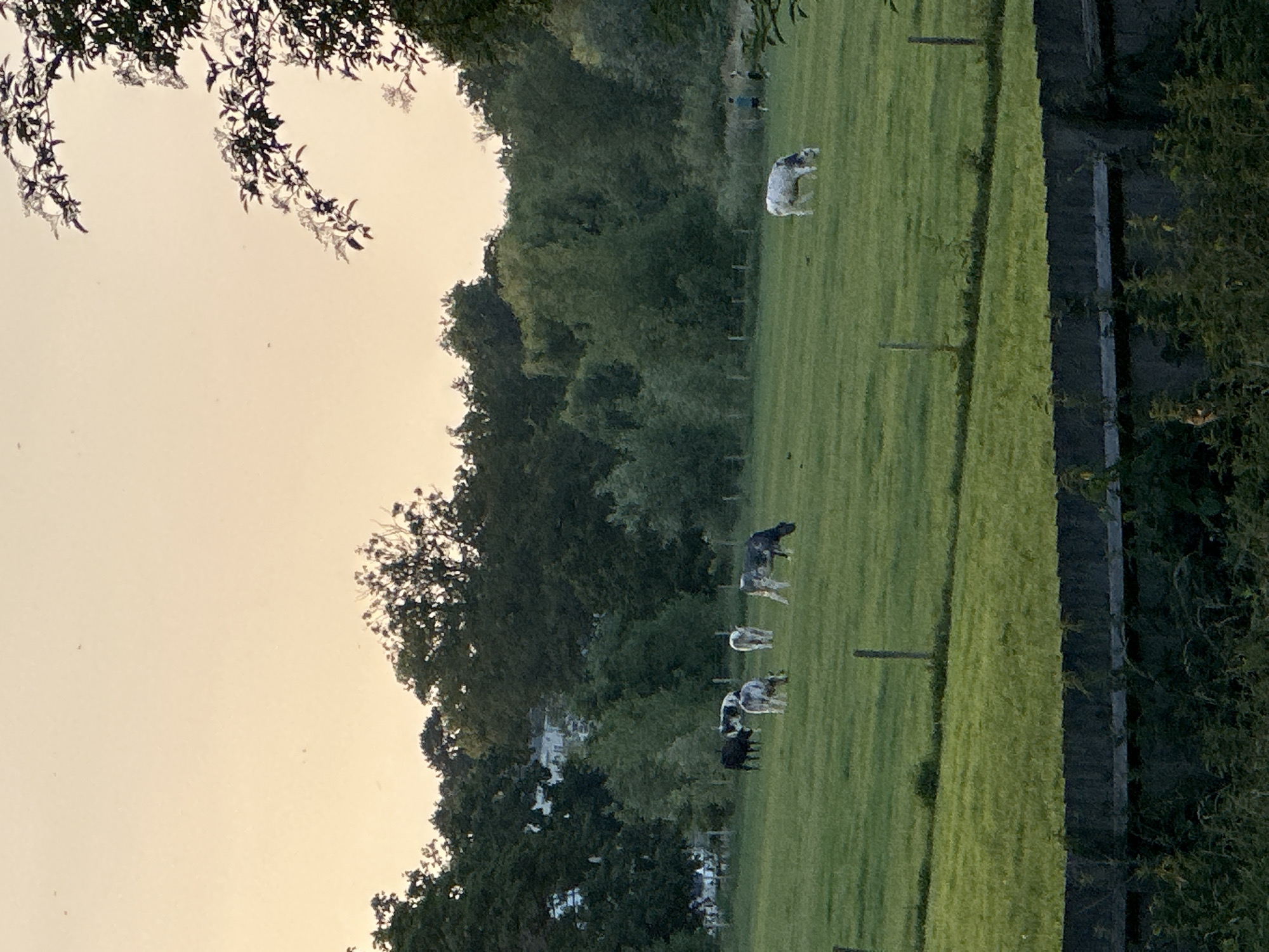 The image depicts a pastoral scene at dusk, possibly in a rural or suburban area. The sky is a soft, pale orange, suggesting the sun has recently set. A line of trees forms a dense backdrop across the middle ground, with lighter green foliage in the distance, indicating a forested or heavily wooded area. In the foreground, a lush green pasture is dotted with several cows. One black and white cow is positioned on the left, with two more white and grey cows nearby. Further to the right, another grey and white cow is grazing, and a larger white cow is also visible. In the far right of the background, two figures, appearing to be people, are standing on the grass, with one possibly kicking a ball. A wooden fence runs along the bottom of the image, partially obscuring some darker foliage at the very bottom.