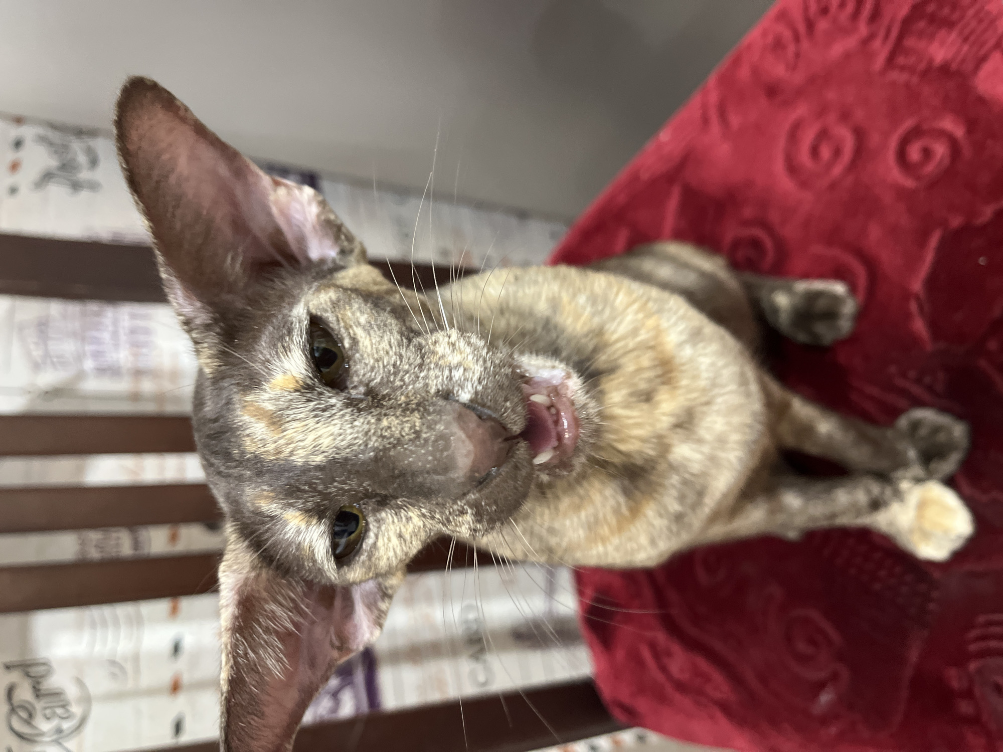A close-up, high-angle shot depicts a tan and grey tortoiseshell cat. The cat is lying on a dark red, patterned surface and has its mouth slightly open, revealing its teeth. Its ears are large and pointy. The background includes a blurry view of a wooden chair and a white wall. The location is not discernable from the given information.