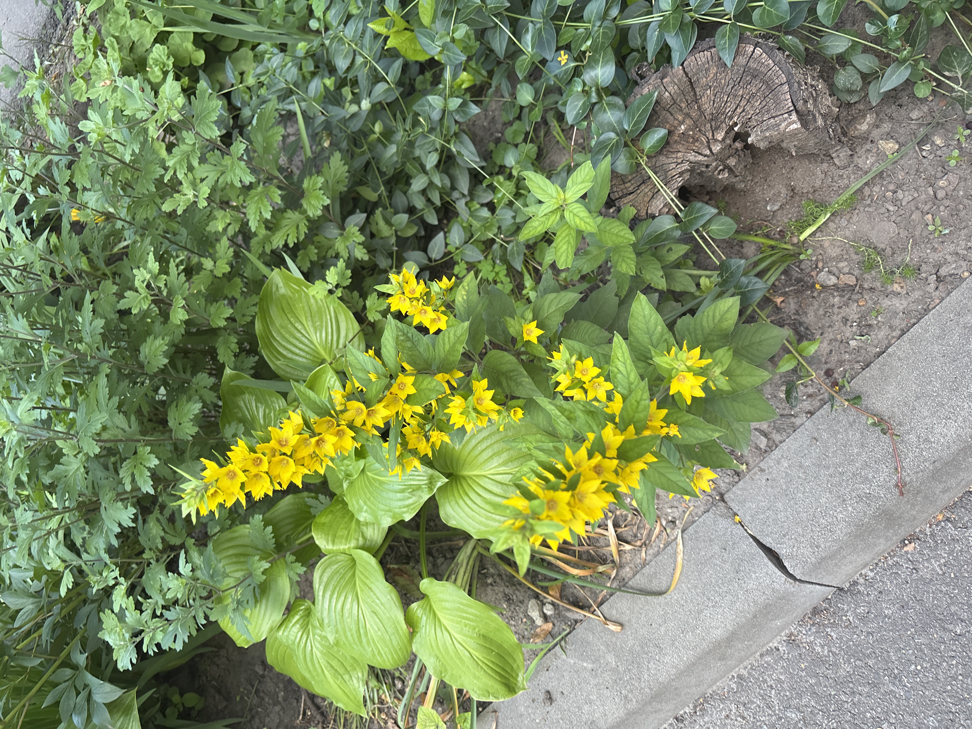 The image shows a patch of ground adjacent to a cracked concrete curb and asphalt. A cluster of bright yellow flowers, identified as Lysimachia punctata, is prominent in the foreground, with large, glossy green leaves of a hosta plant to the left and various other green plants and vines surrounding it. A weathered tree stump with a hollow interior is visible to the right, partially overgrown with greenery. The scene depicts a naturalistic planting in an urban setting, likely in Bila Tserkva, Ukraine. No people are present, and no discernible actions or interactions are occurring. The environment is characterized by a mix of cultivated and wild vegetation against urban infrastructure.