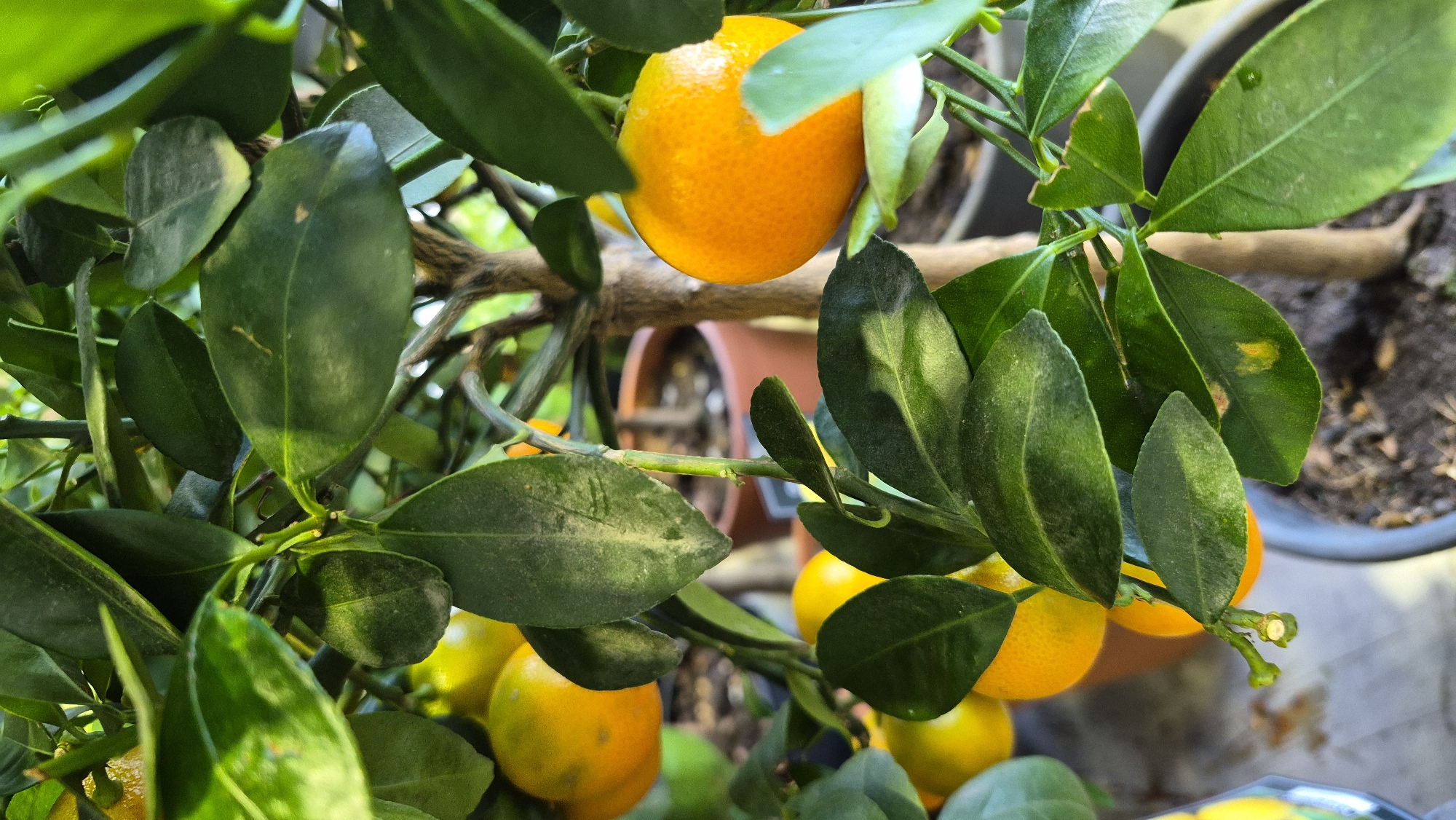 The image depicts a close-up view of a potted dwarf citrus tree, likely a calamondin orange, bearing several small, ripe orange fruits and abundant green leaves. The tree is in a brown pot, and the background shows other potted plants and a blurred interior environment, possibly a greenhouse or garden center. There are no people visible in the image. The lighting suggests an indoor setting with diffused light. The image does not provide any information about its location in the city of Daugavpils, Latvia.