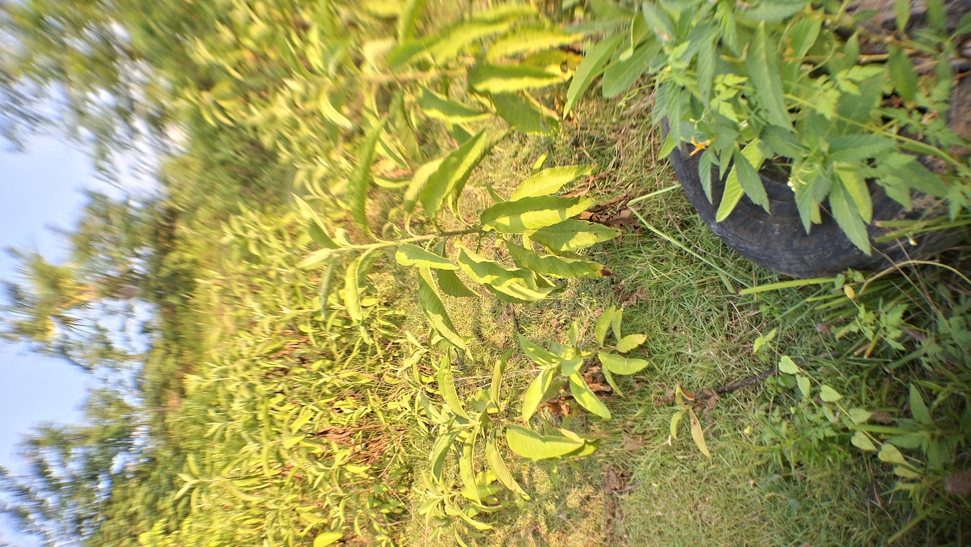 In Lhokseumawe, Indonesia, a sunny daytime scene unfolds in a grassy area with young trees and foliage. The camera's motion blur suggests movement, perhaps during the recording. In the foreground, a discarded tire sits partially obscured by green plants, one of which displays a small orange flower. Several small saplings, with vibrant green leaves, are scattered across the lawn. The background features more dense vegetation and trees, bathed in warm, golden sunlight, with a clear blue sky overhead.