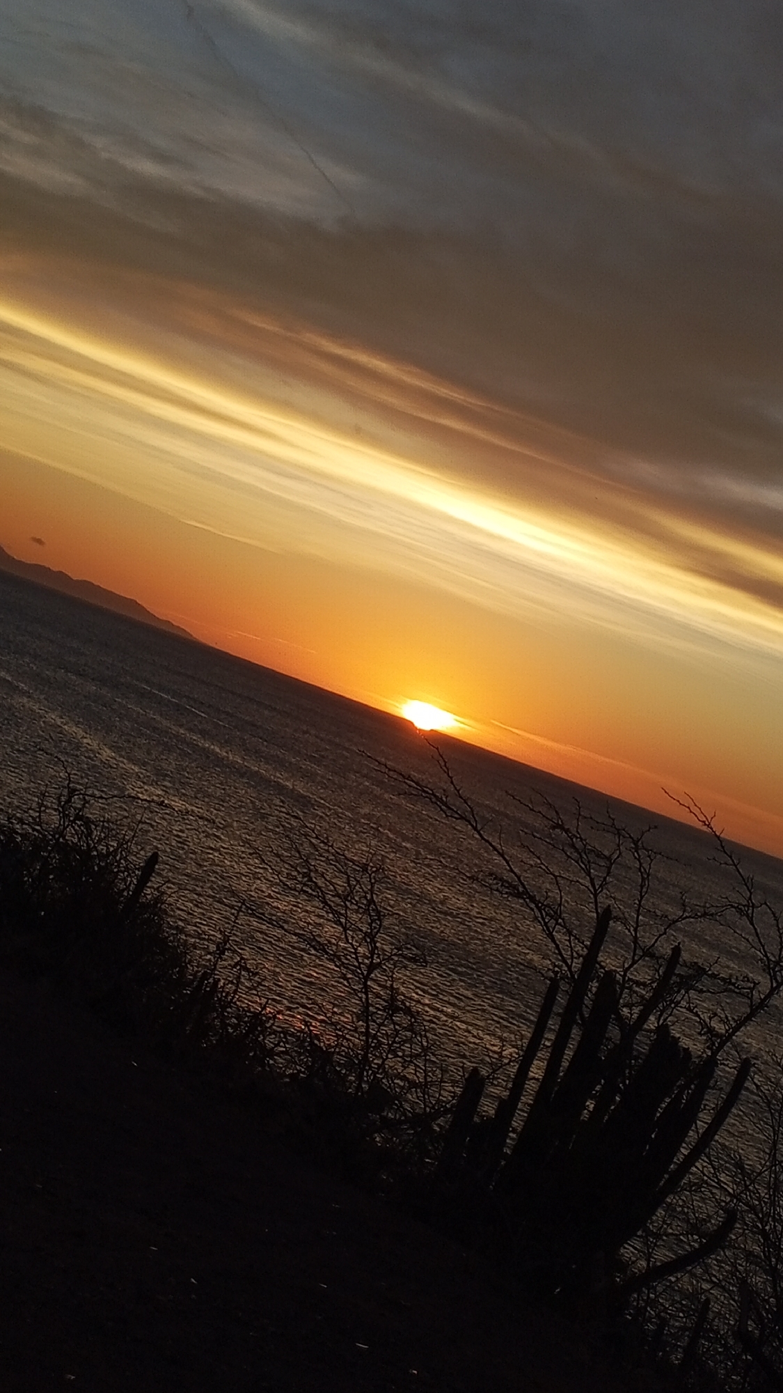 The image captures a sunset over the sea in Juan Griego, Venezuela. The sun is setting on the horizon, casting a warm orange glow on the water and the sky. The sky is streaked with horizontal clouds, transitioning from golden hues near the sun to darker shades higher up. The foreground is dominated by silhouettes of vegetation and a cactus, typical of the coastal environment. In the distance, land is faintly visible on the left, indicating the coastline. The photograph is taken at an angle, tilting the horizon.