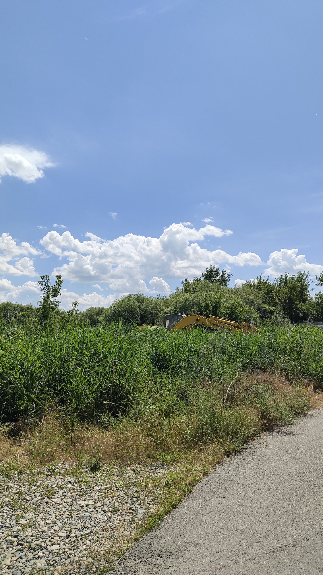 The image depicts a sunny day in Taldykorgan, Kazakhstan, with a clear blue sky dotted with fluffy white clouds. The foreground shows a gravelly area next to an asphalt road. A dense patch of tall green vegetation, possibly reeds or tall grass, dominates the middle ground. Partially obscured by this vegetation and further back, a yellow excavator is visible, suggesting ongoing construction or land clearing activities. The background is filled with a line of lush green trees, creating a natural border. The overall scene is one of an outdoor, somewhat undeveloped area on the outskirts of the city.