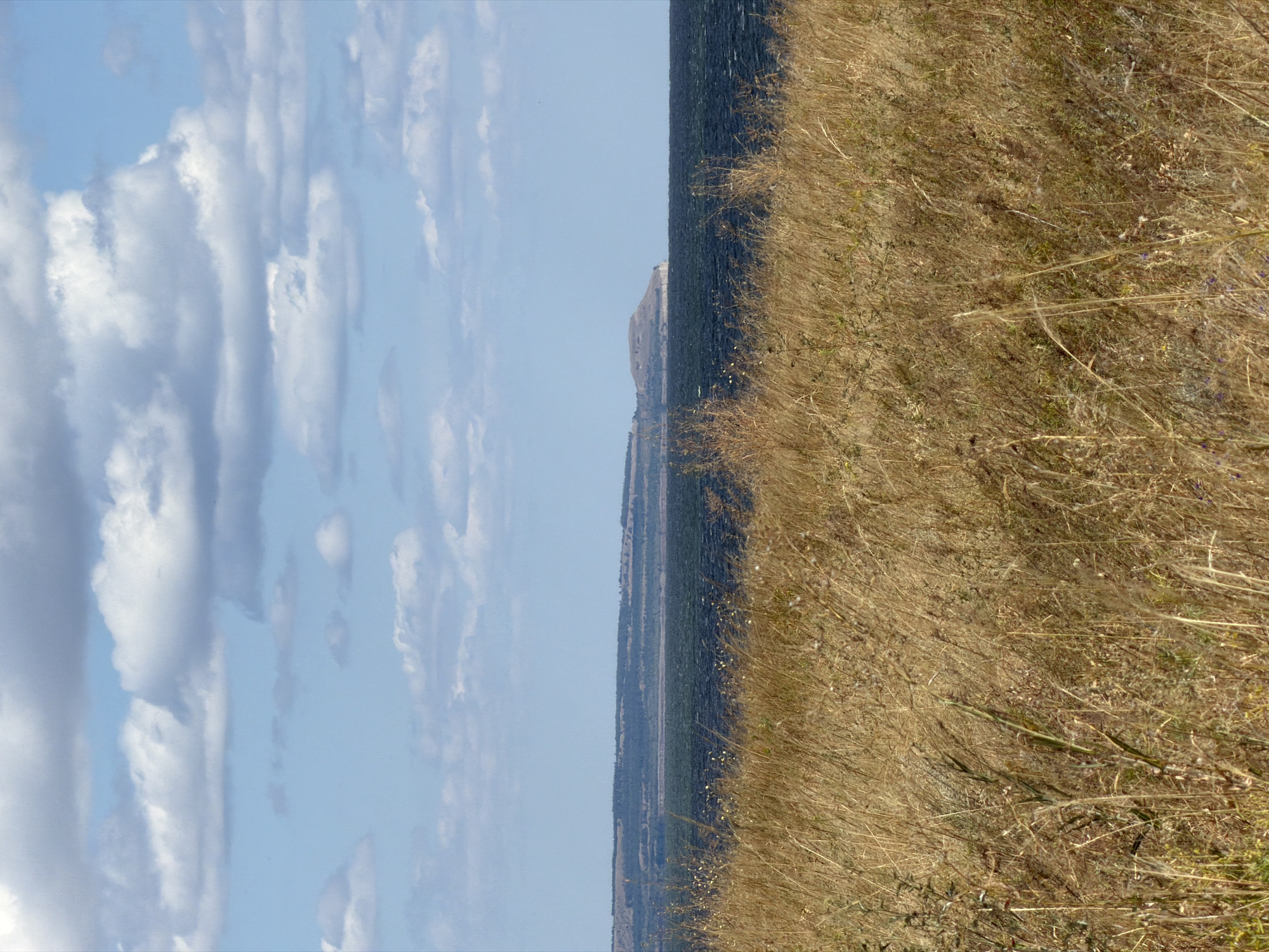This image depicts a scenic natural landscape, likely in the vicinity of Kamyshin, Russia, given the context provided. The foreground is dominated by a dense field of dry, golden-brown grasses, suggesting a dry or late summer season. Scattered among the grasses are a few green and darker foliage elements.
Beyond the field, a body of dark, choppy water stretches across the midground, possibly a river or reservoir. The water's surface reflects the sky, creating darker and lighter patches.
In the background, a distant shoreline is visible, characterized by a low, undulating hill covered with dark vegetation, possibly trees or scrub. Further to the right, a more prominent, lighter-colored hill rises from the water's edge, with a rounded summit and a lighter, possibly rocky, face. This distinctive feature suggests a geological formation.
The sky above is a pale blue, populated by scattered white and gray clouds. These clouds vary in size and density, with some appearing more wispy and others more solid and textured. The lighting indicates daytime, with soft shadows cast by the clouds. No people, animals, or man-made structures are visible in the image. The overall impression is one of a tranquil, natural environment.
