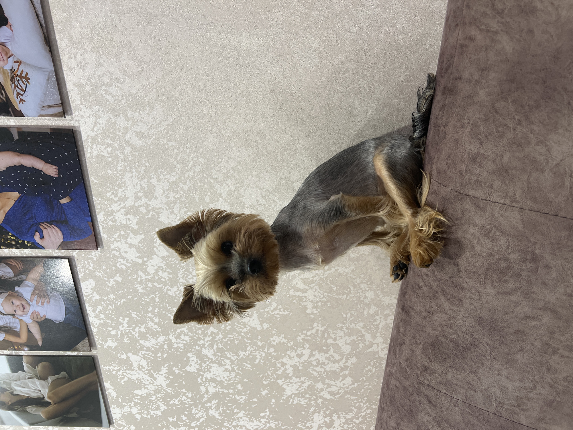 A Yorkshire Terrier is lying on a brown sofa. The sofa is positioned against a wall, which is decorated with photos. The location is Chaikovsky, Russia.