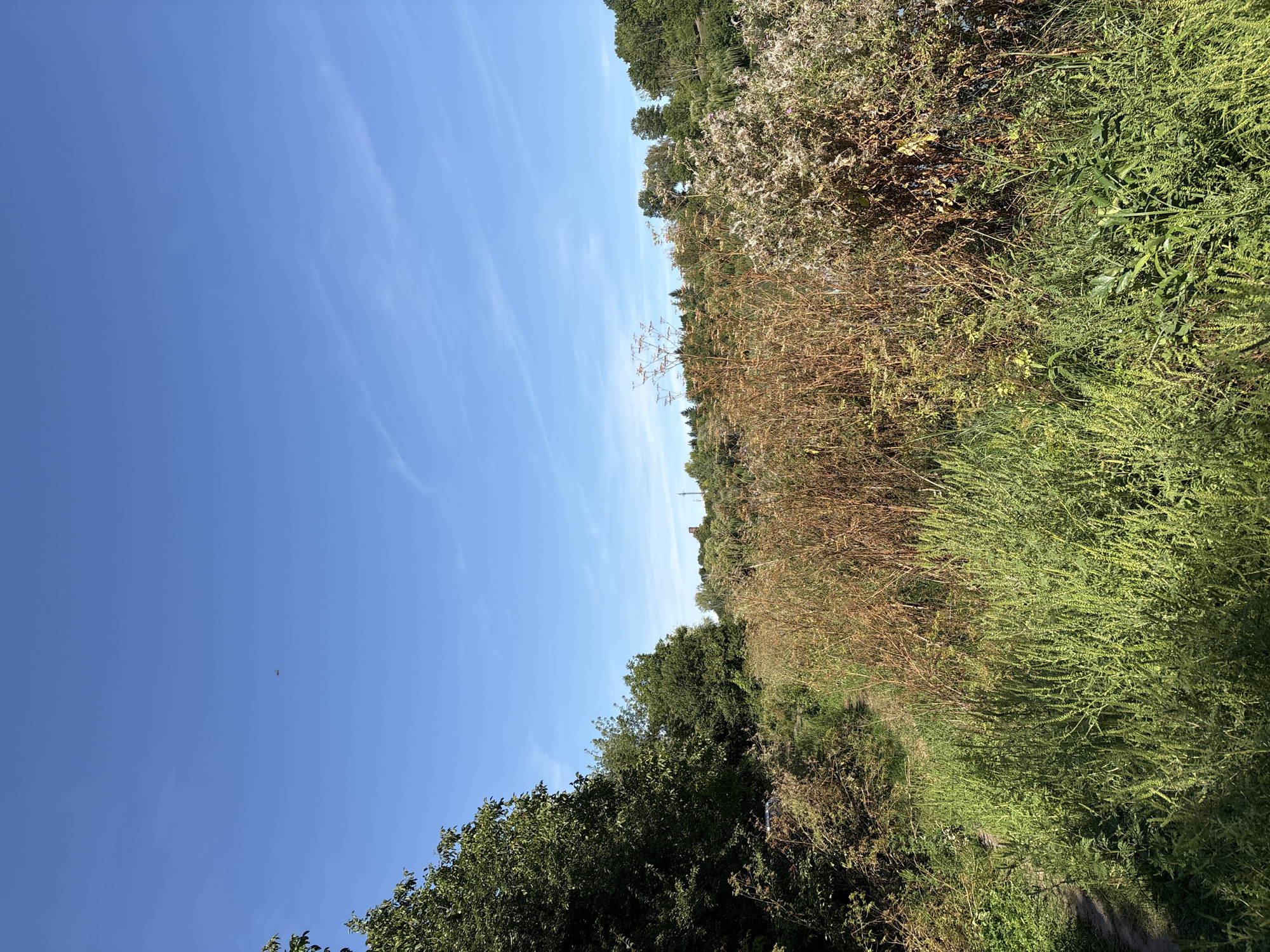 The image depicts a sunlit natural landscape with a clear blue sky. In the distance, a small object, possibly a drone or bird, is visible against the sky. The foreground is dominated by dense green and brown vegetation, including tall grasses and dry bushes, with a narrow dirt path winding through it on the left side. Towards the middle ground, more trees and bushes are visible, and in the background, a treeline forms the horizon. The overall scene suggests a rural or park-like setting, likely an undeveloped area within or on the outskirts of Lanivtsi, Ukraine.