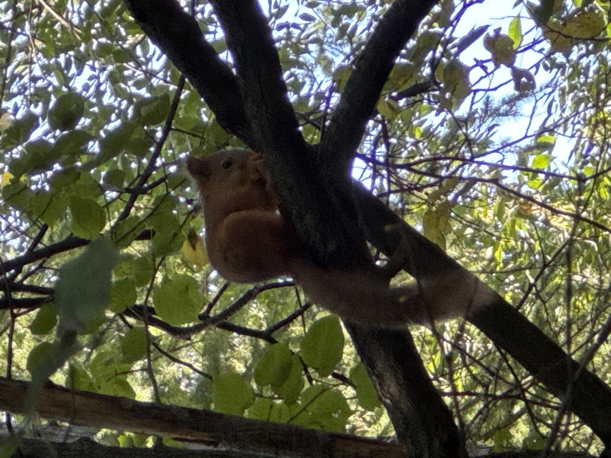A red squirrel is perched on a thick, dark branch of a tree, its body turned to the right, with its head facing downwards as if eating. The squirrel has reddish-brown fur and a bushy tail. It is surrounded by lush green foliage and dappled sunlight filtering through the leaves. The background shows more branches and the bright blue sky. The image appears to be taken outdoors in a natural setting, possibly a park or forest. There is no indication of the specific location within the city of Ufa, Russia.