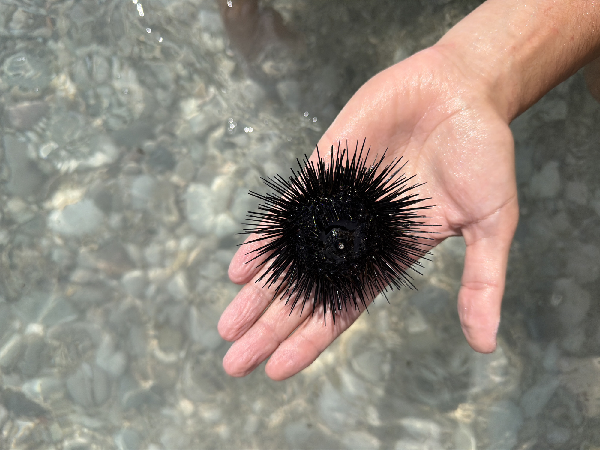 A person's hand, lightly dusted with what appears to be fine sand or salt, holds a black sea urchin. The sea urchin is a spiky, spherical invertebrate, its numerous sharp spines radiating outwards. The hand is palm-up, with the sea urchin resting in the center. The background shows the shallow, clear water of a beach, with the sandy or pebbly seabed visible beneath the surface. Sunlight reflects off the water, creating a dappled, shimmering effect. The scene suggests a day at the beach, likely during daylight hours. The location is Drobnići, Montenegro. There is no visible text in the image.