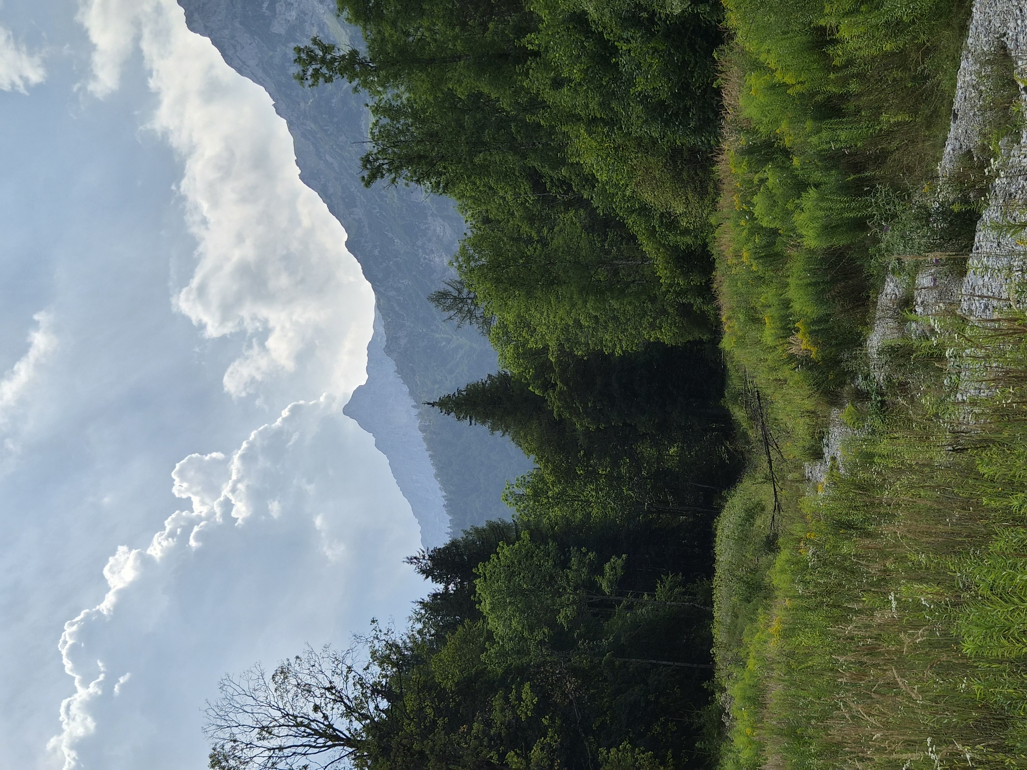 An outdoor shot captures a natural landscape featuring a verdant meadow in the foreground, leading towards a dense forest that forms the mid-ground. Beyond the forest, imposing mountain peaks rise against a sky filled with dramatic, sunlit clouds. The scene is devoid of any human presence or activity. The location is identified as Eisenerz, Austria.