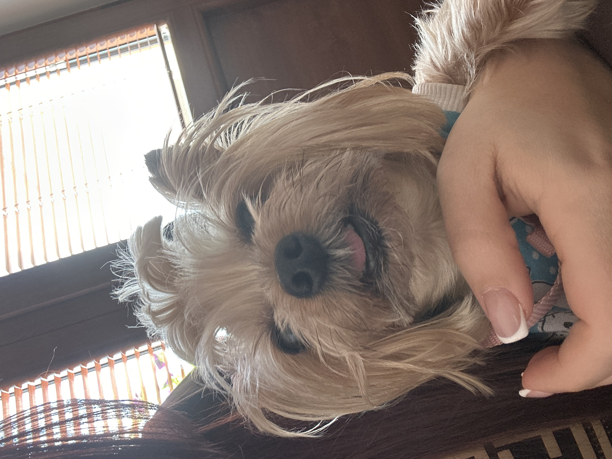 A close-up photograph depicts a small, tan-colored dog, possibly a Yorkshire Terrier, lying down. The dog's face, with its dark nose and partially visible tongue, is prominent. A human hand, with manicured nails featuring a French tip, rests on the dog's body. The dog appears to be wearing a garment, possibly a shirt or sweater, with a blue pattern. The background includes a window with blinds, suggesting an indoor setting. The image is taken at an angle, tilting slightly to the left. The specific location in the city of Montana, Bulgaria is not discernible from the image.