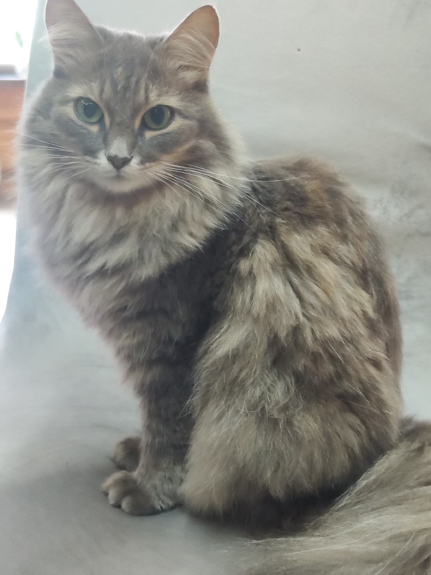 A fluffy, long-haired cat with a striking gaze is captured in a close-up, full-body portrait. The cat sits upright, facing directly towards the viewer with an alert and calm expression. Its dense fur displays a beautiful blend of gray, brown, and subtle reddish tones in a tabby pattern. The cat has prominent, long white whiskers and large, bright green eyes that reflect a hint of light, suggesting good illumination. Its ears are pointed and adorned with wisps of fur. The background is a simple, plain light-colored surface, possibly a sheet or blanket, providing a clean backdrop that highlights the cat. Soft, natural light appears to come from the left side of the frame, illuminating the cat's fur and emphasizing its texture. The scene is set indoors in Chaikovsky, Russia. No text is visible in the image.
