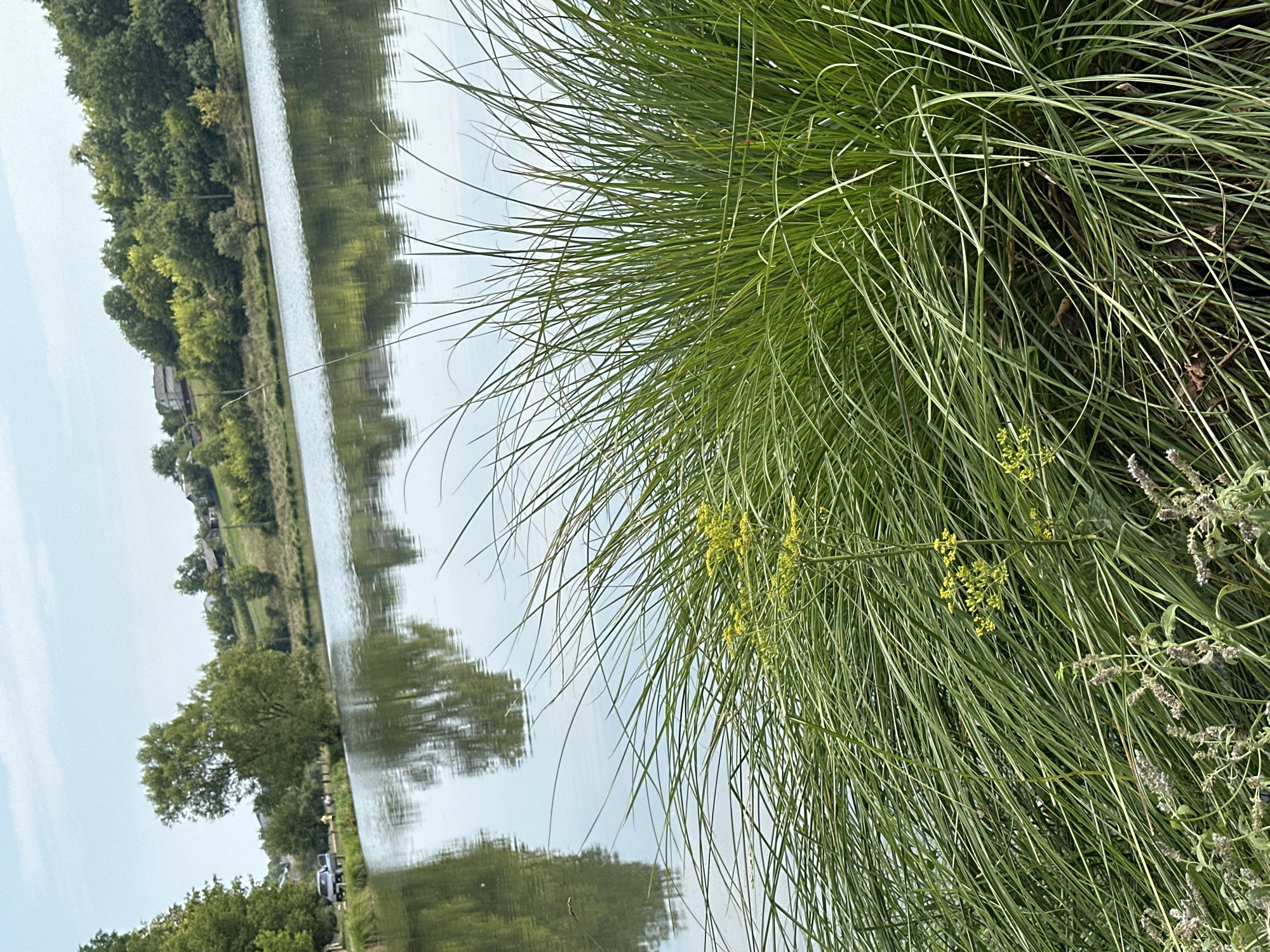 The image depicts a serene landscape scene at a body of water, likely a lake or pond, in Makiv, Ukraine. In the foreground, tall, lush green grass grows densely along the water's edge, with some smaller plants with seed heads at the very bottom. In the middle ground, the calm water reflects the sky and the surrounding greenery. Across the water, the far bank is lined with trees and some scattered houses, indicating a semi-rural or suburban setting. A few trees are visible on the left bank as well, with a car and several people standing near it, suggesting a recreational or gathering spot. The sky is light blue with scattered clouds. The overall impression is one of natural beauty and tranquility.