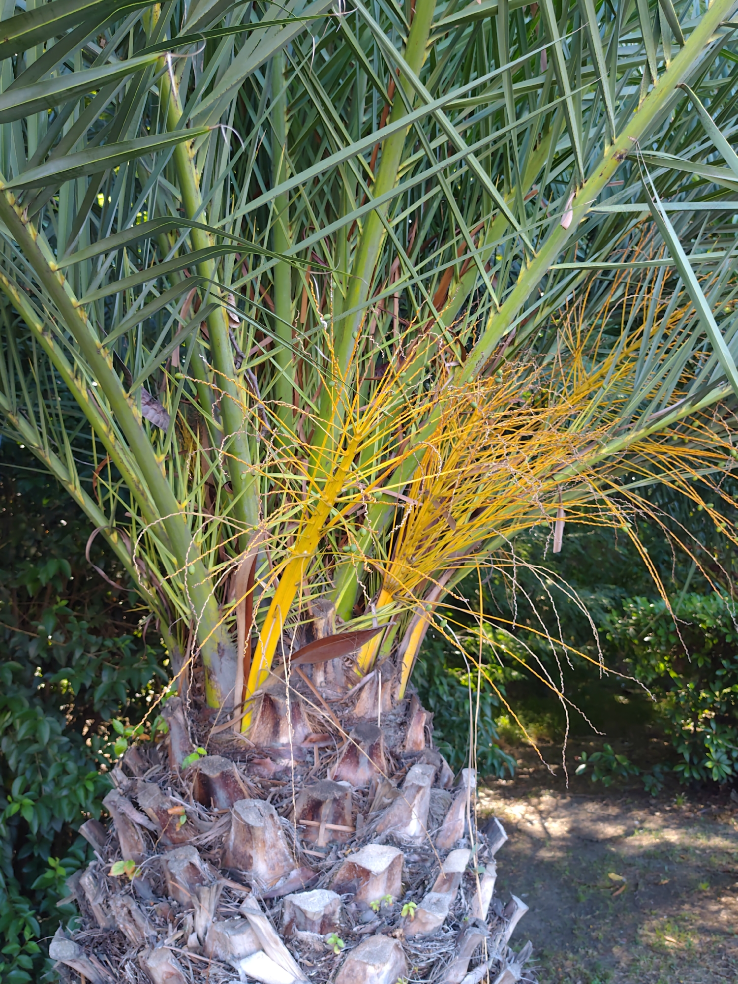 A close-up, eye-level, full-shot photograph captures the base and lower trunk of a palm tree, characterized by its rough, fibrous bark and numerous old leaf scars. Emerging from the top of the trunk are vibrant green fronds, interspersed with a cluster of bright yellow, stringy structures that appear to be flowering or fruiting stalks. The background consists of lush, green foliage, suggesting an outdoor environment. The lighting indicates it is daytime, with dappled sunlight filtering through the leaves. This scene is located in the city of Sochi, Russia.