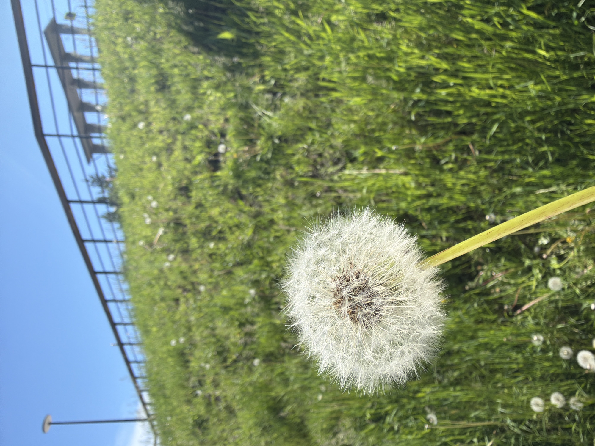 This is a close-up, eye-level, outdoor photograph of a dandelion seed head in focus. The dandelion has a fluffy, white seed head on a thin, yellow stem. In the background, out of focus, is a grassy slope. A dark wooden fence runs horizontally across the top of the slope, with a lamppost visible to the left of the fence. The sky is clear and blue. There is no information in the image that indicates its location in Krasnoyarsk, Russia.