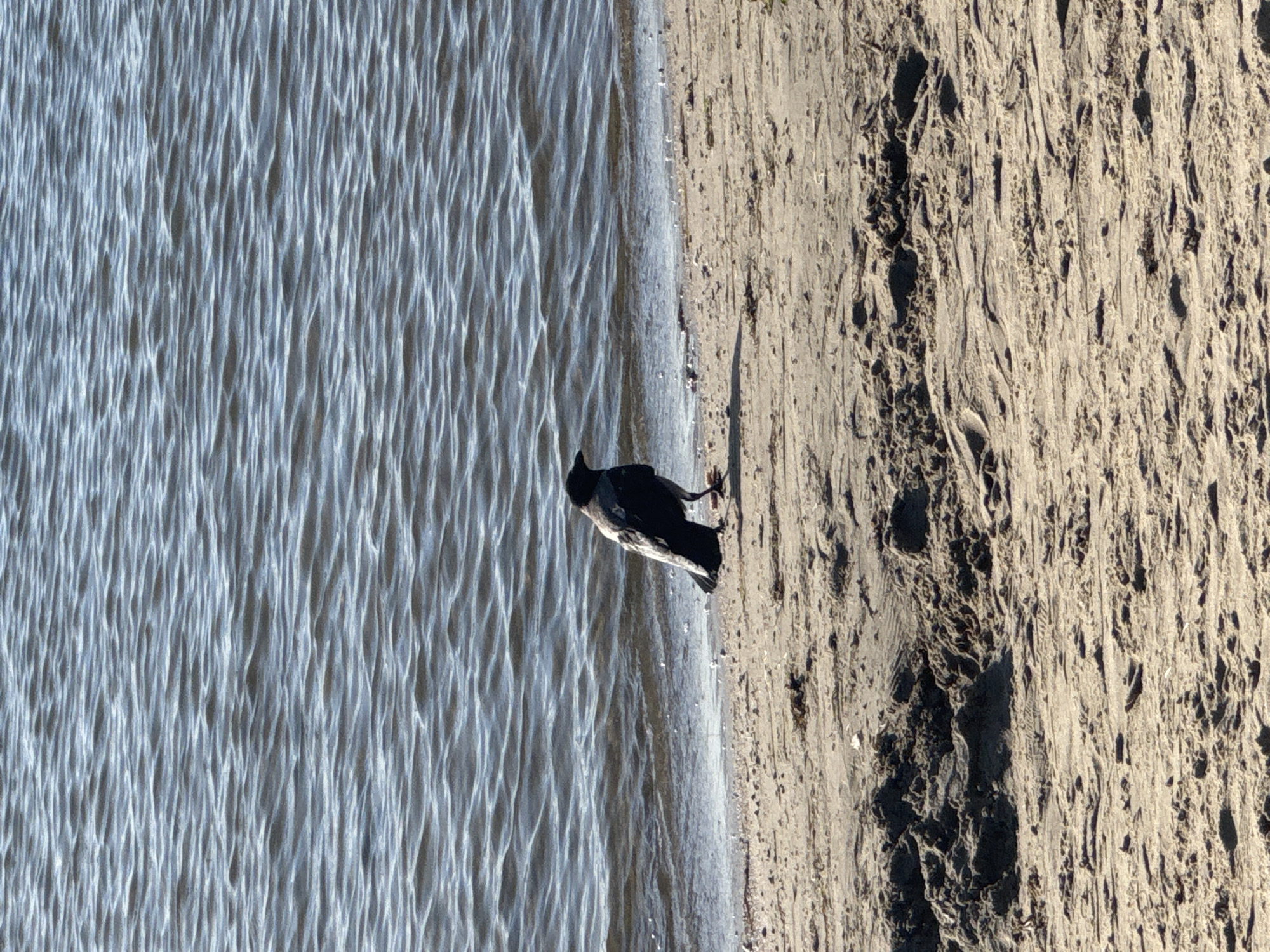 A single crow stands on a sandy beach next to a body of water. The water is dark blue with visible ripples and reflects sunlight. The sand is light brown and appears somewhat uneven with small pebbles and debris. The crow is black and gray, facing to the right. The background consists of more water. The image appears to be taken on a sunny day. The scene is located on a beach in Tallinn, Estonia.
