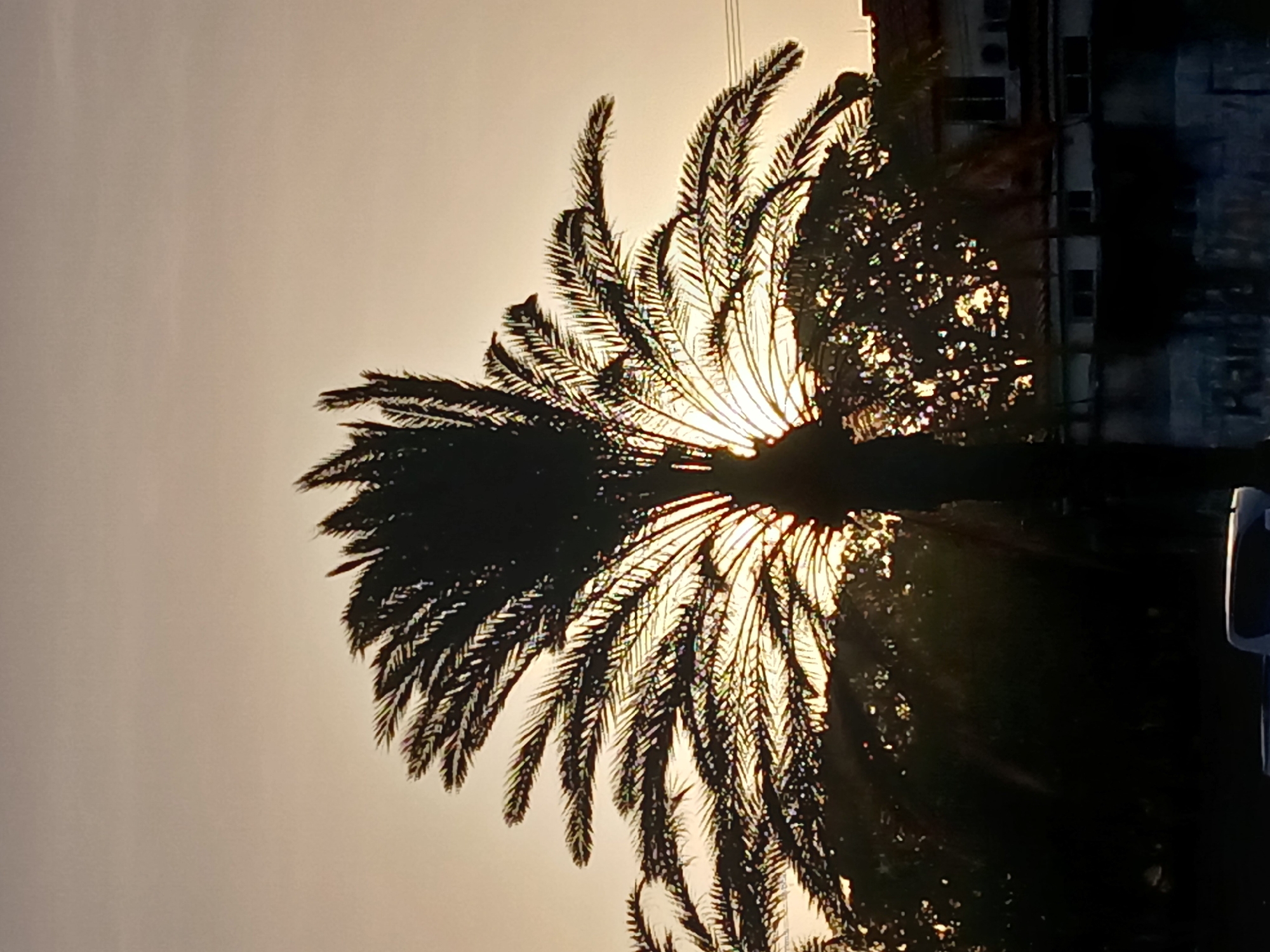 The image shows a palm tree silhouetted against a bright sky, likely at sunset or sunrise. Light rays are visible through the fronds. Behind the palm tree, there's another tree and a building with multiple windows. The image is rotated 90 degrees counterclockwise. The location, Ciudad Guayana, Venezuela, is unknown.