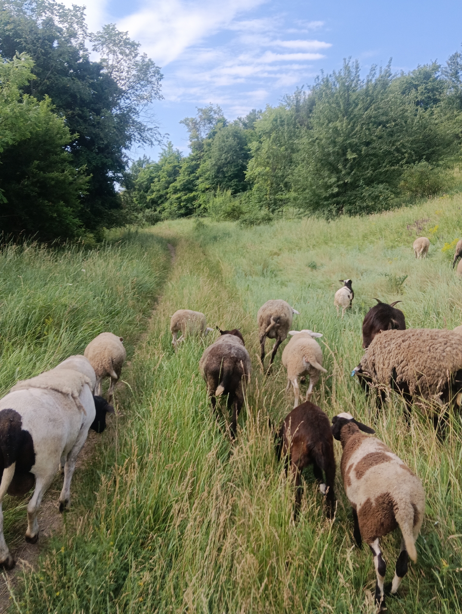 A flock of sheep walks along a dirt path through tall green grass. The sheep are of various colors including white, brown, and black. They are moving away from the camera and into a wooded area. The sky is blue with some white clouds. The scene appears to be a rural landscape.