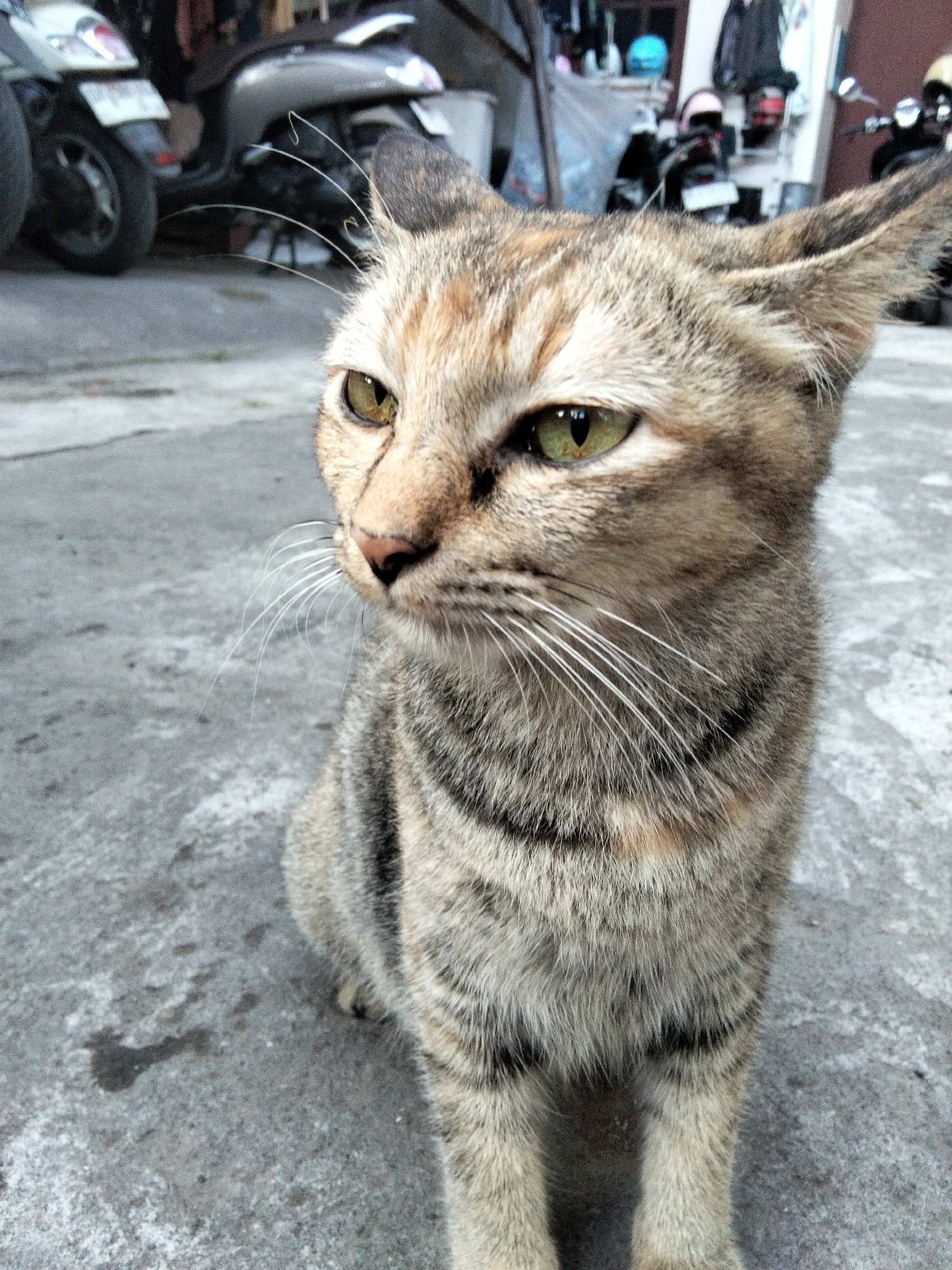 A close-up, eye-level shot shows a tabby cat sitting on a concrete surface. The cat has green eyes and is facing the right side of the frame, with its body partially visible. In the background, two motorbikes are parked on the concrete. The scene appears to be an outdoor urban setting, possibly in the city of Denpasar, Indonesia, as suggested by the presence of motorbikes and the style of buildings that might be typical of the region. The lighting suggests it is daytime.