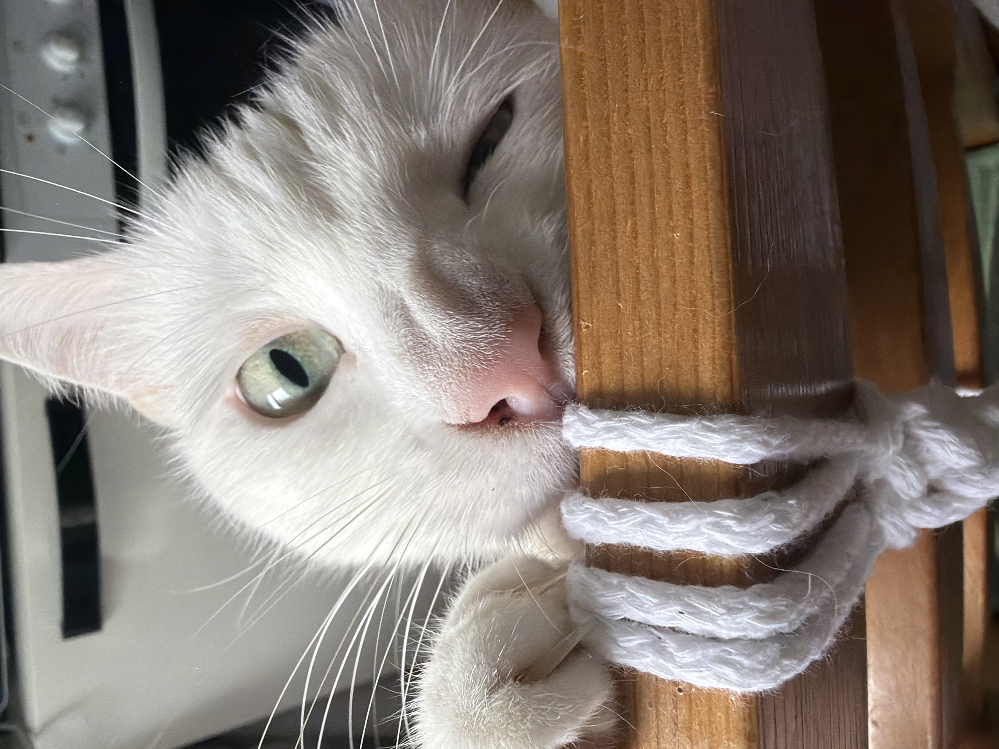 A close-up shot of a white cat with one visible light-green eye, a pink nose, and long white whiskers. The cat is resting its head and paw on a wooden structure that is wrapped with thick white rope tied in a knot. A white appliance, possibly a stove or refrigerator, is partially visible in the background on the left side of the frame. The location of the image is unclear.