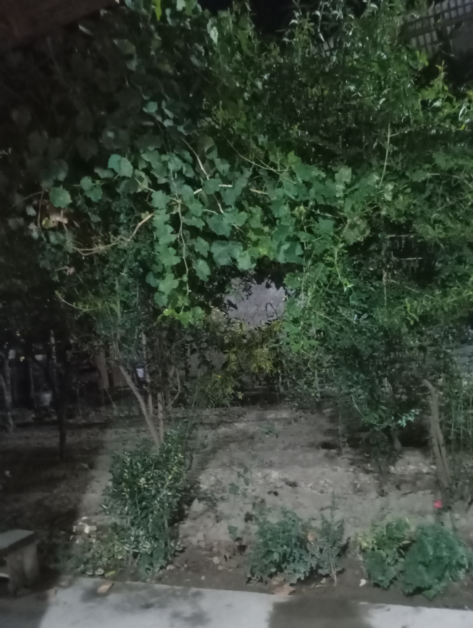 The image depicts an outdoor scene at night, likely a backyard or garden area. Dominating the foreground and midground are lush green trees and bushes, with large, leafy branches extending across the frame. The lighting suggests it is dark, with some artificial light sources casting shadows and highlighting certain areas of the foliage. The ground appears to be unpaved, with patches of soil and scattered vegetation. In the lower left corner, a portion of what seems to be a concrete or paved surface is visible, along with the edge of a dark object, possibly furniture. The background is indistinct due to the darkness and foliage, but some vertical structures, possibly fences or trellises, can be faintly discerned. The overall impression is of a densely vegetated, outdoor space at night. Without additional context, it is not possible to definitively identify the location as Qurama, Uzbekistan, or to determine the presence of people or specific actions.