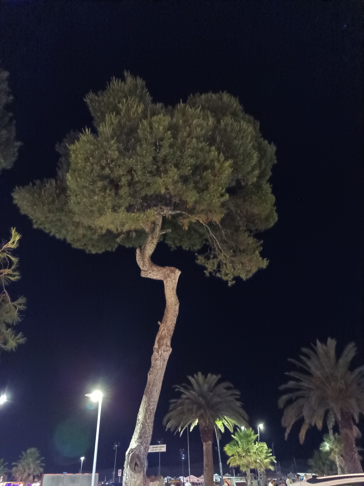 The image depicts a night scene in Roseto degli Abruzzi, Italy, likely along the waterfront or a promenade. The foreground is dominated by a large, twisted pine tree with dense green foliage. Its trunk is rough and textured, with a distinctive bend. To the right of the pine tree, several palm trees are visible, their fronds silhouetted against the dark sky. In the background, streetlights with bright white bulbs illuminate the scene, casting light on the surrounding vegetation and a paved area. Some smaller trees and structures are also faintly visible in the distance. The sky is a deep, clear black, suggesting it is late at night with no moon or clouds. There are no people clearly visible or identifiable in the image, and no specific actions or interactions are taking place. The overall impression is one of a calm, tropical-infused urban night environment.