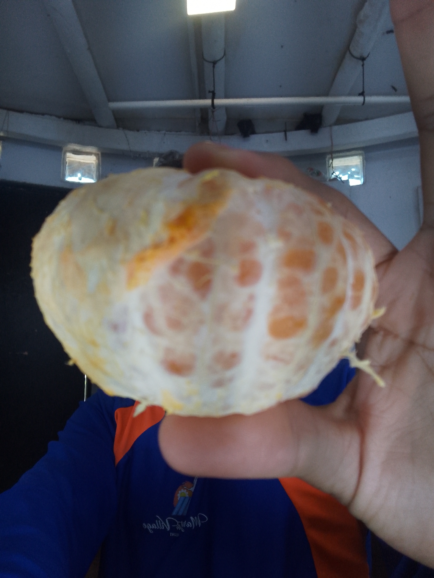 This close-up shot features a peeled orange or tangerine held in a person's left hand, occupying the central and right portions of the frame. The fruit's white pith and individual orange segments are clearly visible, with some stringy white fibers still attached. The person's bare hand, with visible lines on the palm, holds the fruit gently.
Part of the person's body is visible in the lower background, wearing a long-sleeved shirt that is predominantly blue with a distinct orange section on the right shoulder and arm. White, mirrored text or a logo is present on the blue fabric, which is difficult to decipher but appears to read "Mananta Village" and "TRUST" or similar.
The setting appears to be an indoor or covered area, characterized by a light grey or white ceiling with structural beams or pipes. Several square light fixtures are visible against the ceiling, casting bright illumination on the scene. The background is slightly out of focus, emphasizing the fruit and hand. The overall lighting is bright and evenly distributed. The activity depicted is simply the holding of the peeled citrus fruit, possibly in preparation for eating. The location context provided for this image is Porlamar, Venezuela.