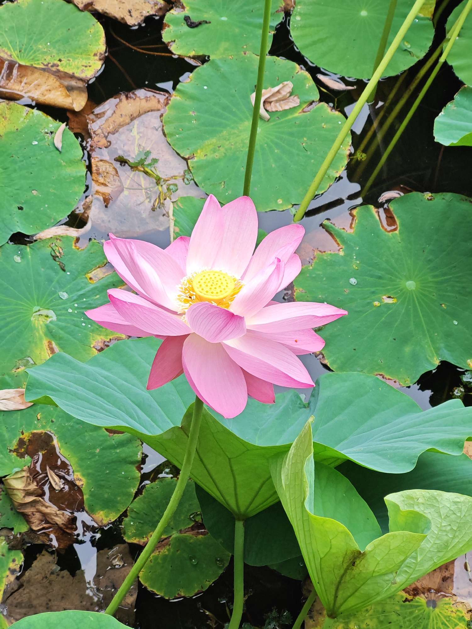 A close-up, vertical shot captures a vibrant pink lotus flower blooming in a pond. The flower, positioned in the center-left of the frame, displays delicate petals and a bright yellow center. Surrounding the flower are numerous large, green lily pads floating on the dark water. Some lily pads show signs of age, with brown and yellow discoloration, and fallen leaves rest on the water's surface. The water itself is murky, with reflections of the surrounding foliage. The image appears to be taken outdoors, likely in a natural or cultivated pond environment. The presence of lush greenery and the aquatic life suggests a serene natural setting. There are no people or animals visible in the frame.