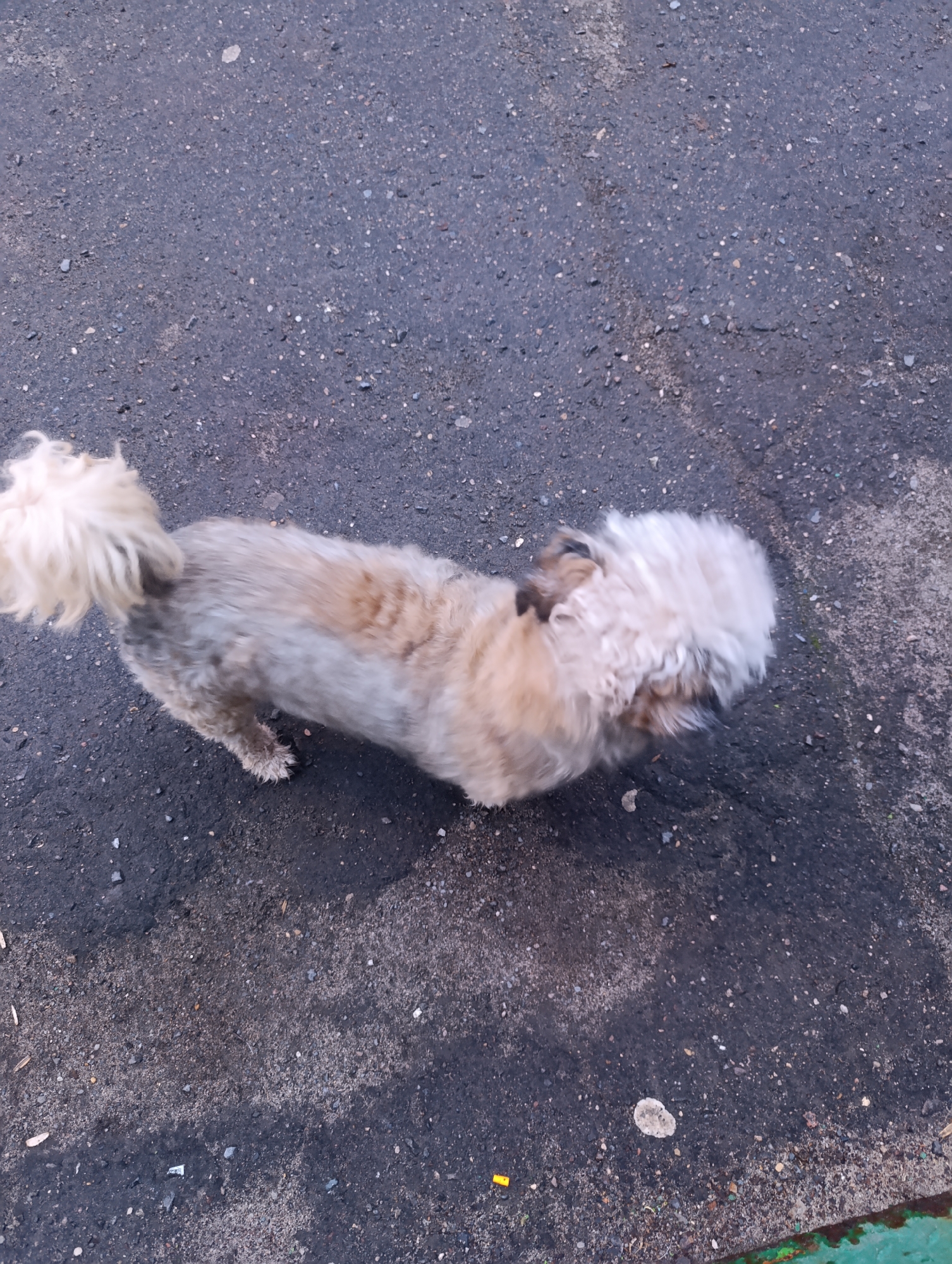 A small, tan and white dog with a fluffy tail is standing on an asphalt surface. The surface is predominantly dark gray with some lighter gray patches and small bits of gravel or debris scattered across it. The bottom edge of the image shows a hint of green and black. The location is in the city of Unknown, Unknown.