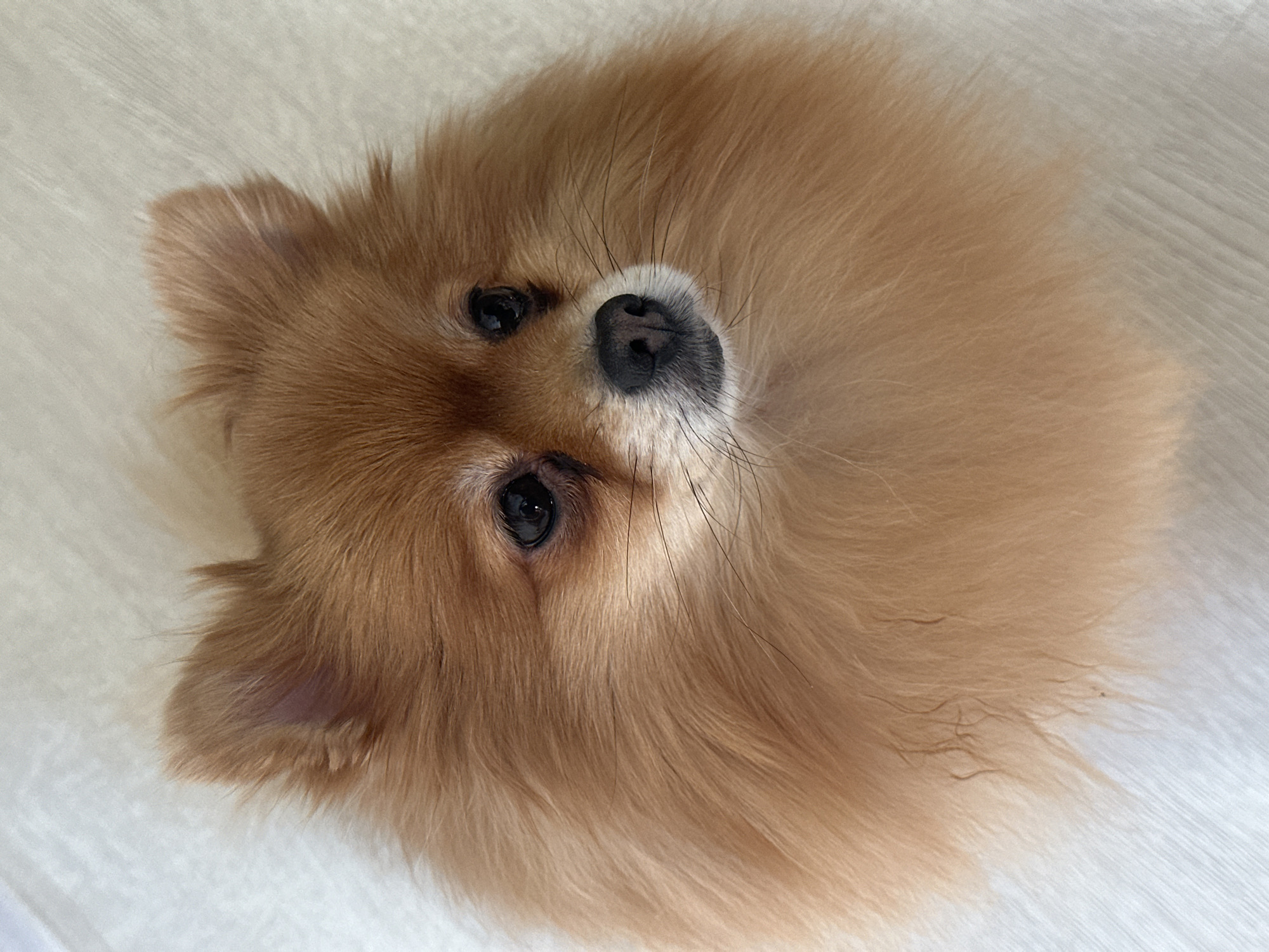 A close-up, angled shot shows a fluffy, tan Pomeranian dog centered in the frame. The dog's head is tilted slightly, with its black nose and eyes directed towards the camera. The background appears to be a white or light-colored surface, possibly fabric or a hard floor with a subtle texture. No other objects or subjects are visible. No location is evident in the image.
