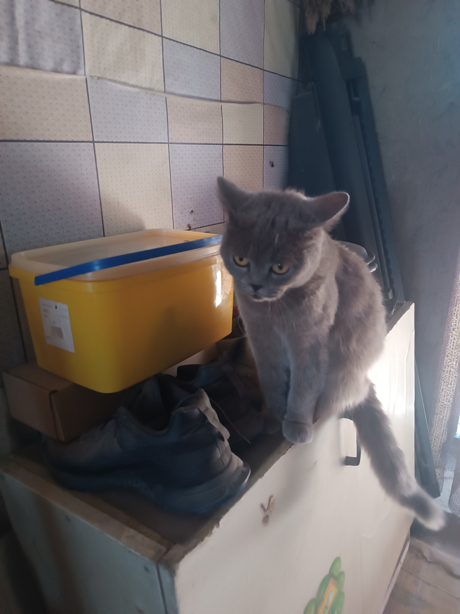 The image depicts a grey cat perched on the edge of a white cabinet. The cat is facing left and looking downwards with its yellow eyes. To the left of the cat, there is a large yellow plastic container with a blue lid. Below the container and to the left of the cat, a pair of dark-colored sneakers are placed on a brown cardboard box. The background consists of a tiled wall with a grid pattern of light and dark squares. The overall setting appears to be indoors, likely a domestic environment. The specific location of Vypasne, Ukraine, is not ascertainable from the visual information in the image.