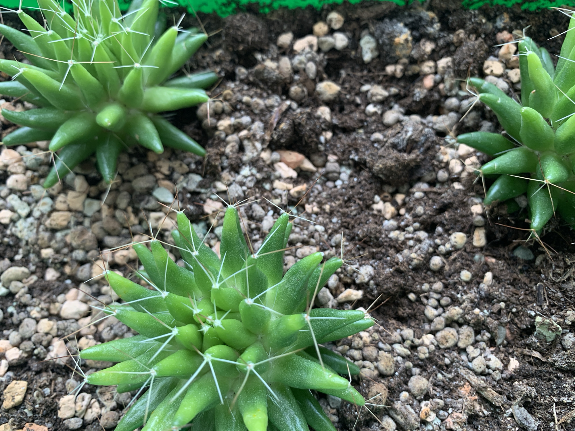 The image shows a close-up, overhead view of several small, green cacti planted in dark, rocky soil. The cacti have a segmented, finger-like appearance and are adorned with thin, white spines. The soil is a mixture of dark earth and small, light-colored pebbles. Some of the cacti are in focus, while others are slightly blurred, suggesting they are at different depths or distances from the camera. The scene appears to be an outdoor setting, possibly a garden or a nursery, given the natural lighting and the presence of soil and pebbles. There are no people or any other discernible objects or actions captured in the image. The image does not contain any elements that would allow for the determination of its location in Chaikovsky, Russia, or any other specific geographic location.