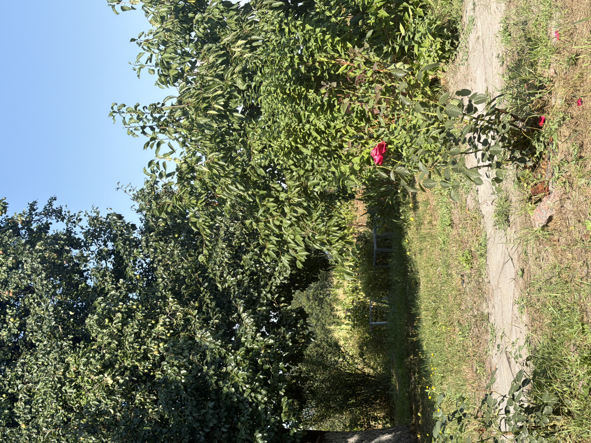 The image depicts a sun-drenched outdoor scene in Mali Kosharyshcha, Ukraine. A tall, leafy green tree dominates the left side of the frame, its trunk partially visible. To the right, a dense cluster of green bushes and trees forms a verdant backdrop. In the foreground, a single vibrant red rose stands out against the lush foliage, its petals unfurled. A stone pathway cuts across the grassy ground, and beyond the bushes, a field of corn stalks is visible. The sky above is a clear, bright blue. The overall impression is one of a peaceful, natural setting.