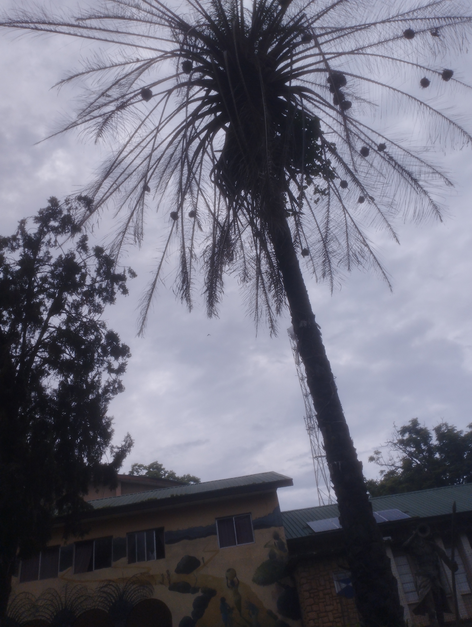 A solitary palm tree dominates the foreground, its fronds silhouetted against a cloudy sky. The tree's trunk, appearing dark and rough, leans to the right. In the mid-ground, a building with a light-colored facade and a green, corrugated metal roof is visible. The building features several windows, and its walls are adorned with faded murals. Solar panels are mounted on the roof. To the left of the building, a dense, dark tree provides a stark contrast. A tall communication tower rises behind the palm tree. The overall scene suggests an outdoor urban or suburban setting, possibly a school or community center, given the murals and solar panels. The image was taken in Jos, Nigeria.
