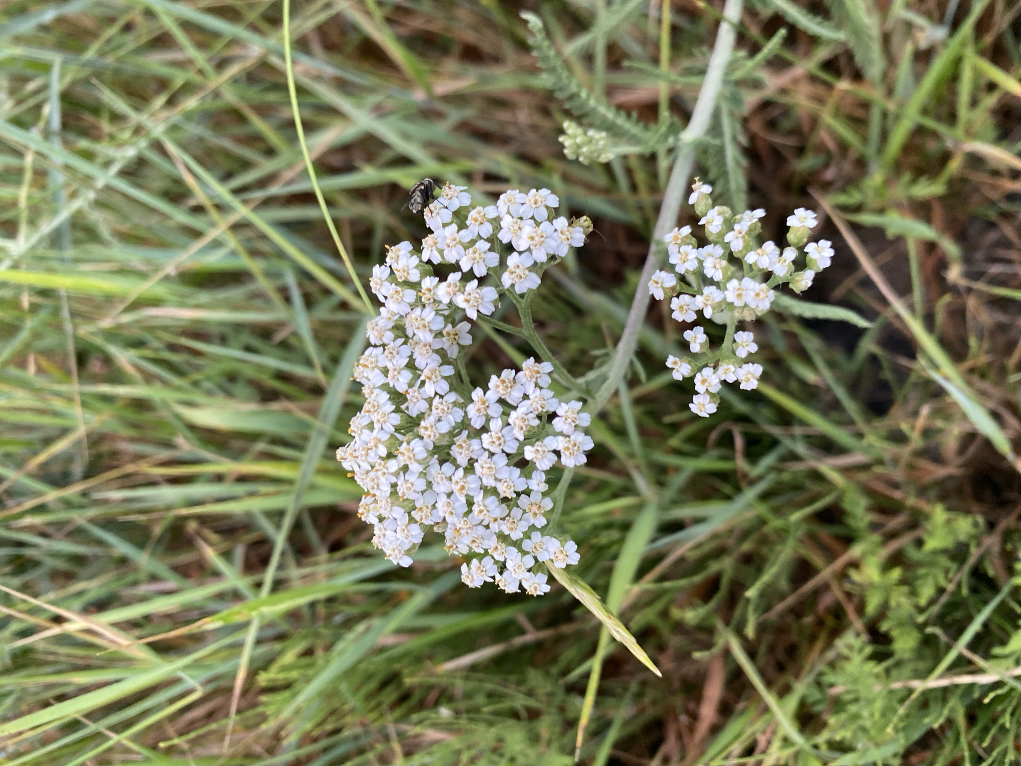 A close-up, overhead shot captures a cluster of small white flowers with yellow centers, identified as yarrow, growing amidst tall, green grasses. A small, dark fly rests on one of the flower petals. The background consists of a soft blur of green and brown grasses, suggesting a natural, outdoor setting, possibly in Yablunivka, Ukraine. The lighting is even, and the image appears to be taken on a slightly overcast day.