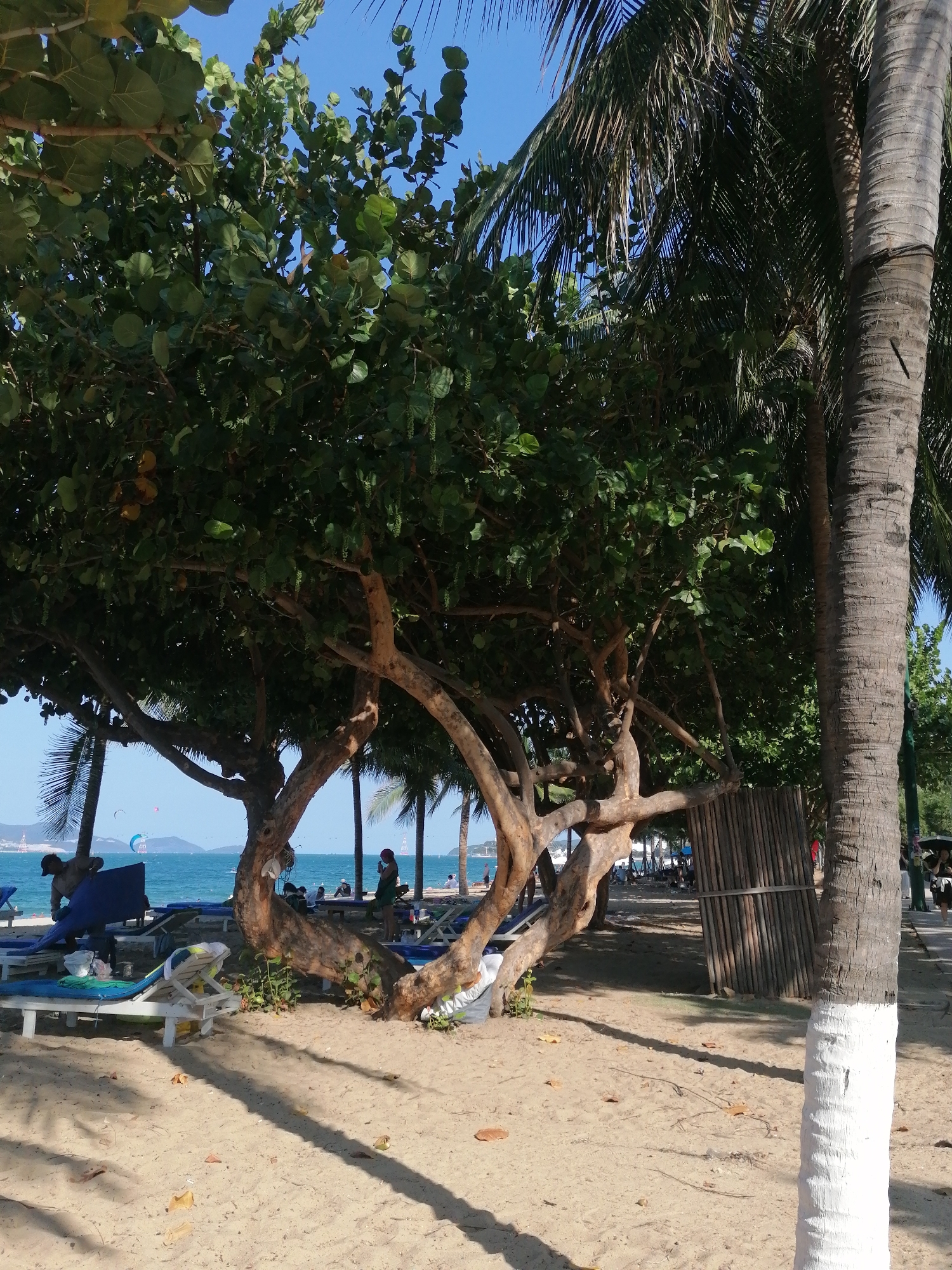 The image shows a beach scene in Nha Trang, Vietnam. The foreground is sandy with shadows from trees. Several lounge chairs are scattered on the sand, some occupied. In the mid-ground, there are multiple trees; a large tree with distinctive, curving branches and broad green leaves and several palm trees. Beyond the trees, the turquoise sea is visible with a few people and kites visible in the distance. There is a small bamboo fence next to a palm tree painted white at the base. People are walking in the background near the beach. The sky is clear and blue.