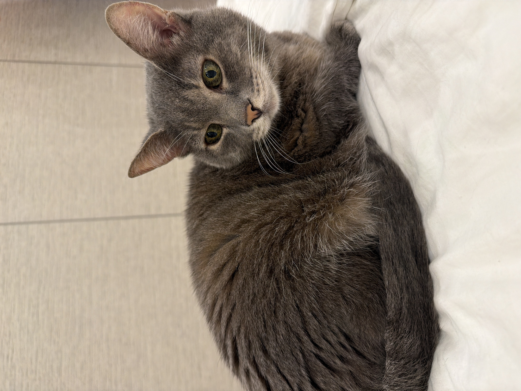 A grey cat with green eyes is lying on a white textured surface, possibly a bedsheet. The cat is facing to the right of the frame, with its body curled up. The background is a textured, light-colored wall. There is no visible indication of the city of Solikamsk, Russia in the image.