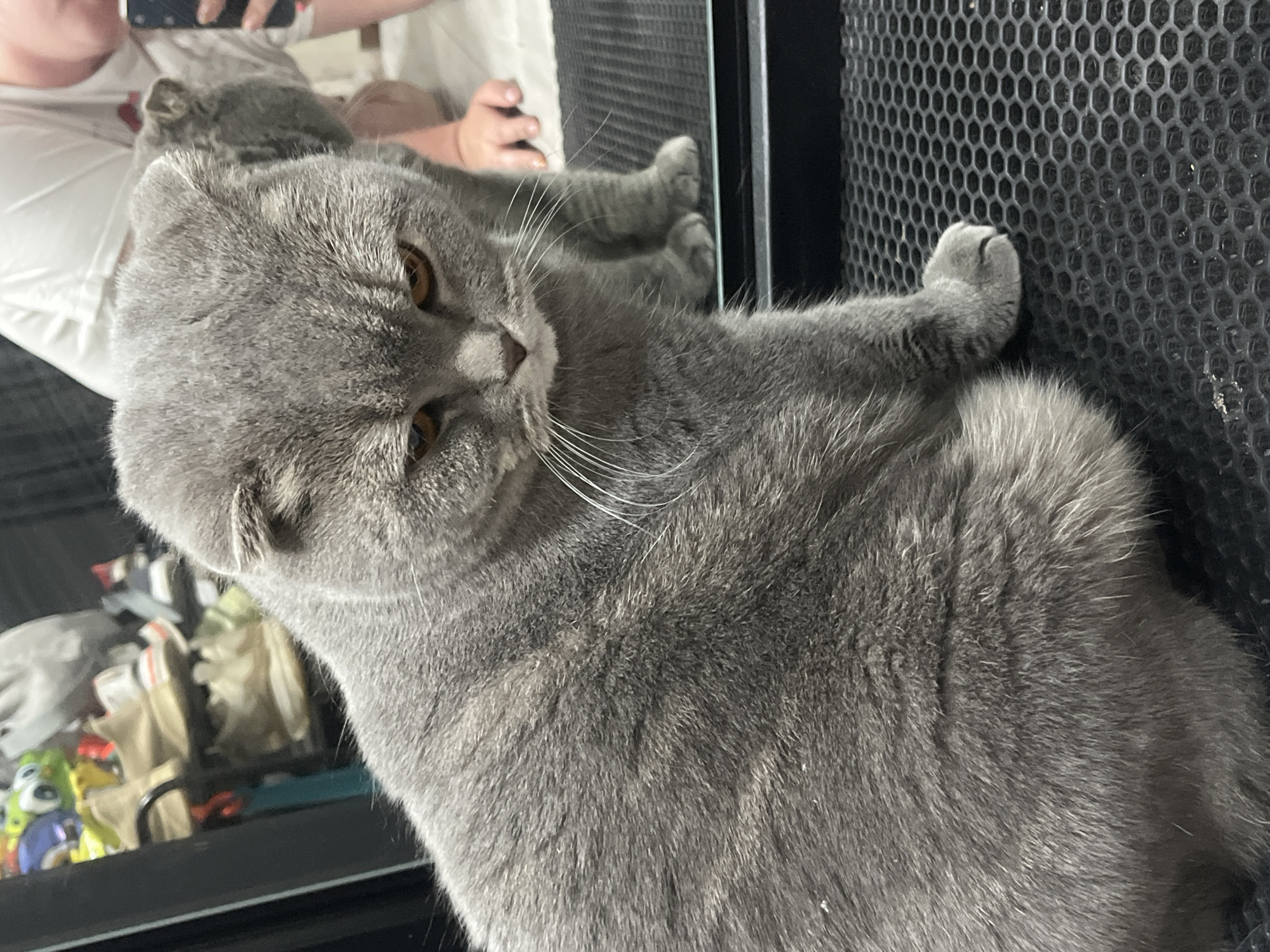 A gray, Scottish Fold cat is lying down. A reflection of a person, a phone, and items in a shelf are visible in a window or glass behind the cat. To the right is a black, meshed object. The location is not discernable from the image.